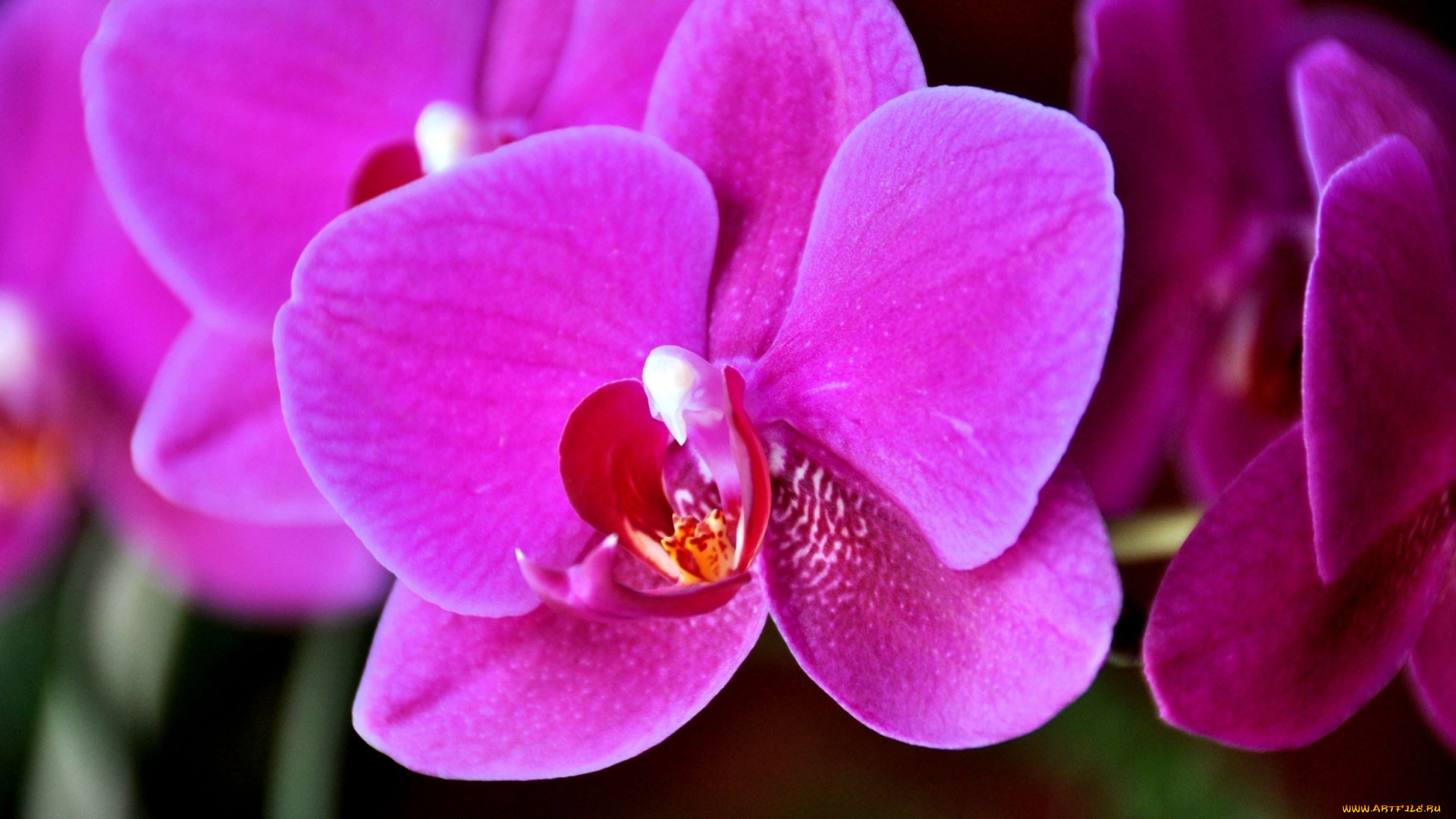 цветы, орхидеи, розовый, яркий