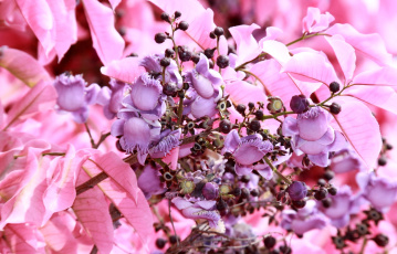 Картинка райский орех цветы цветущие деревья кустарники сиреневый розовый