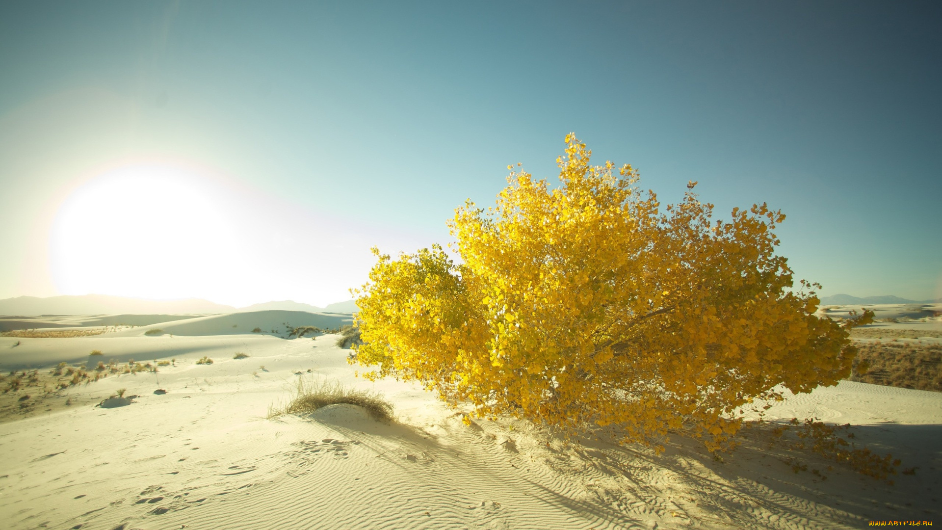 природа, пустыни, кустарник, дюна, песок, пустыня
