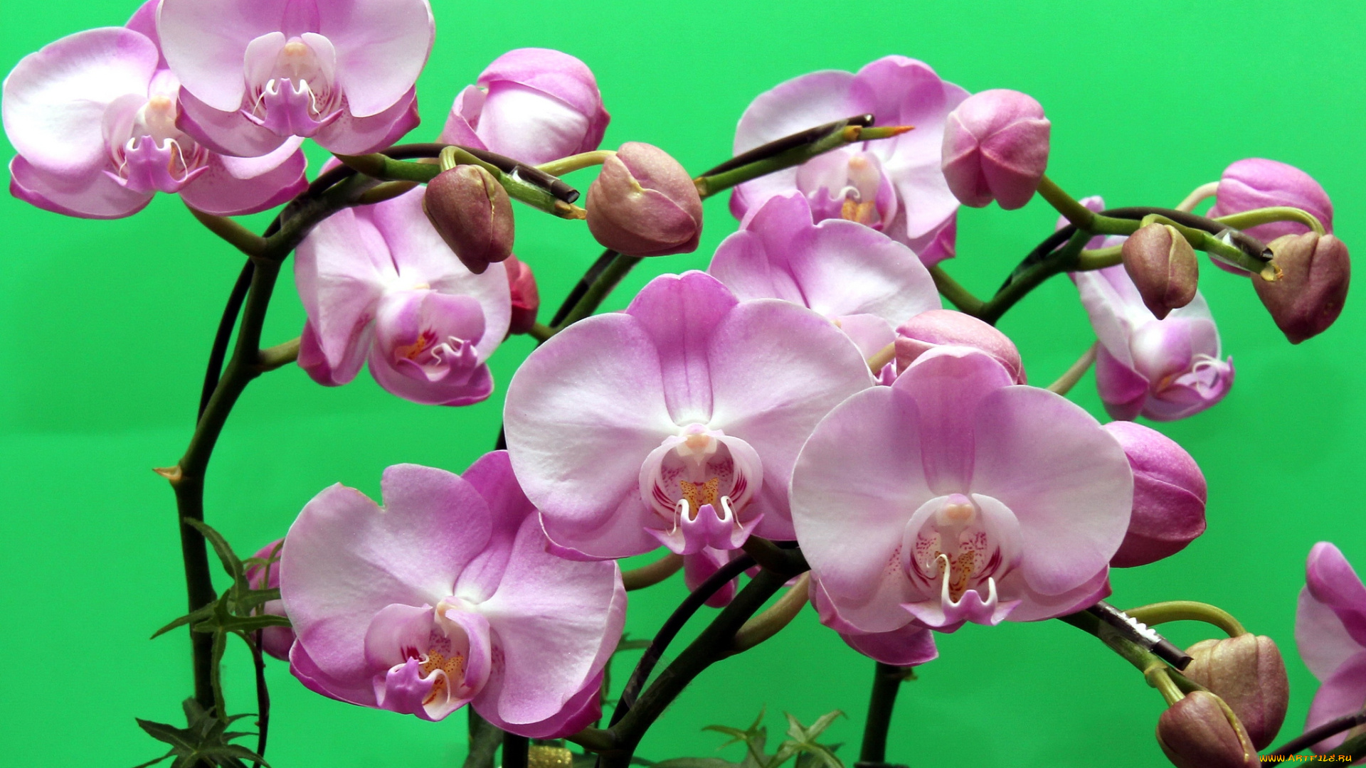 цветы, орхидеи, розовый, ветки