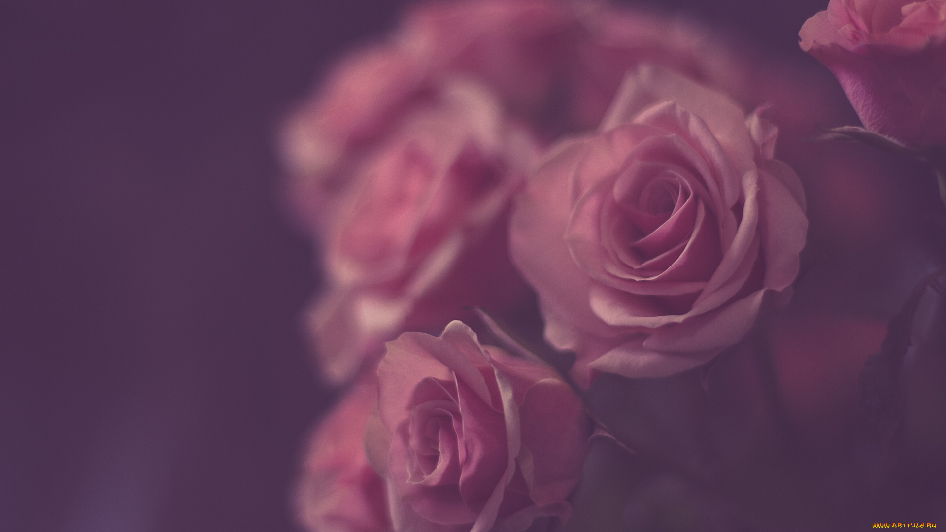 цветы, розы, розовый, винтаж