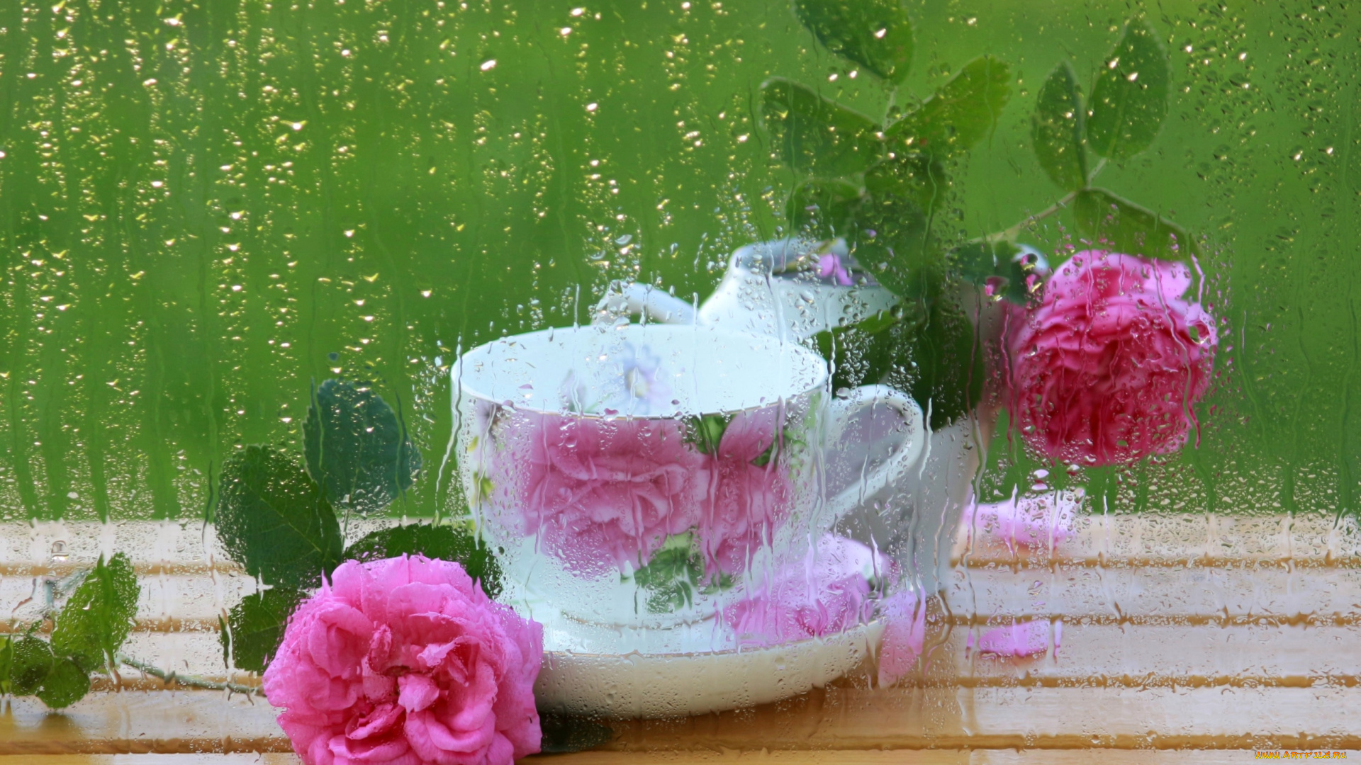 цветы, розы, вода, окно, чашка