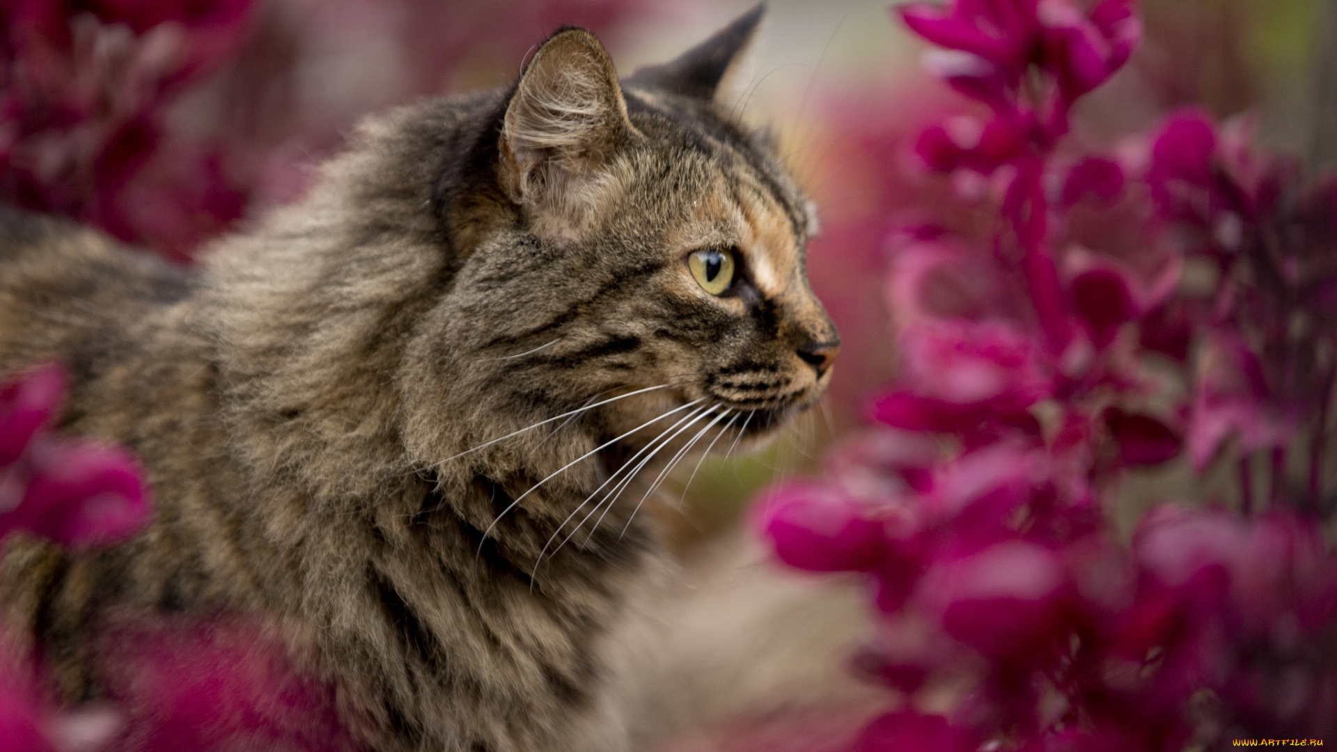 животные, коты, цветы, профиль