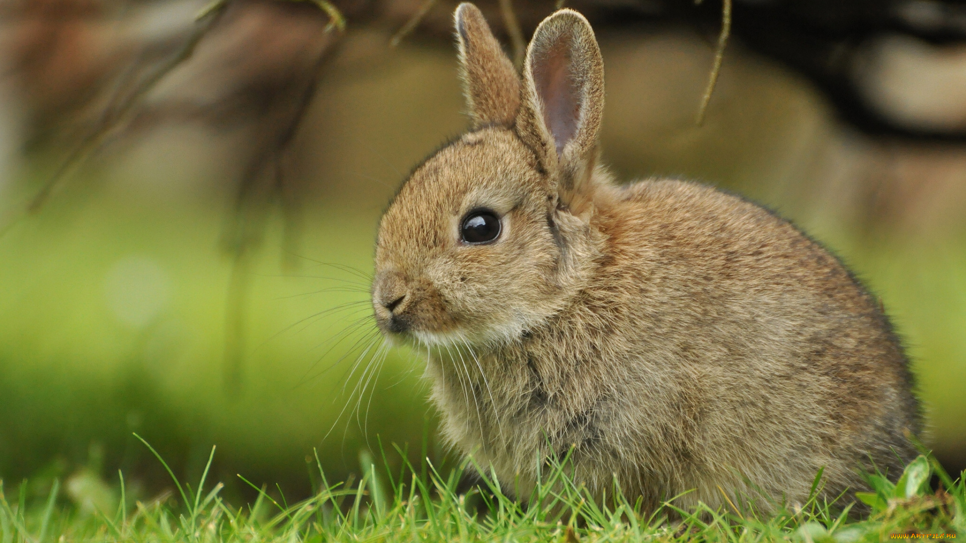животные, кролики, зайцы, кролик, крольчонок, детёныш, трава