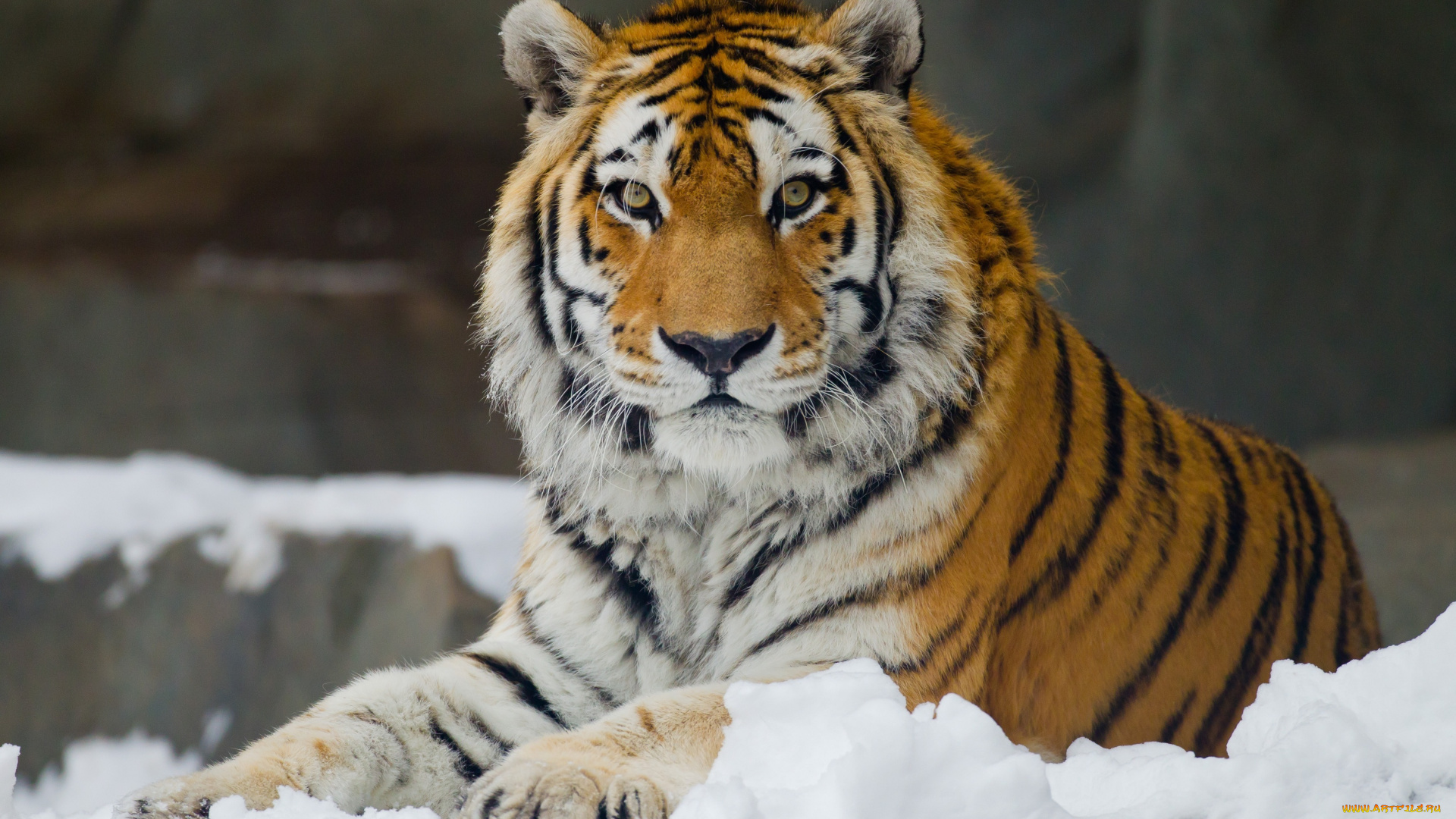 животные, тигры, амурский, тигр, снег