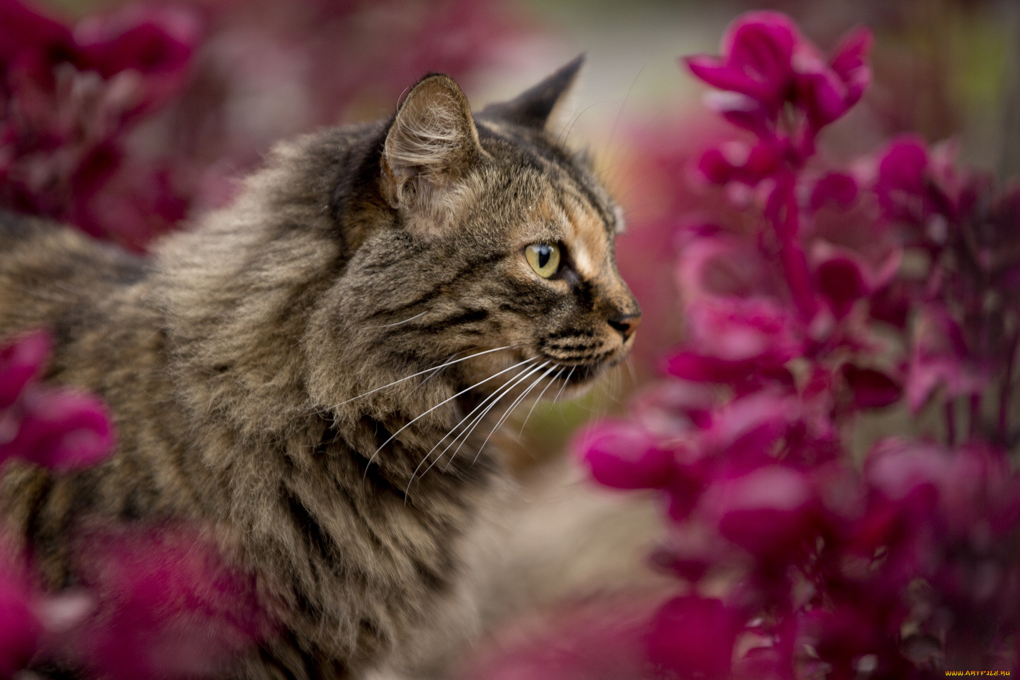животные, коты, цветы, профиль