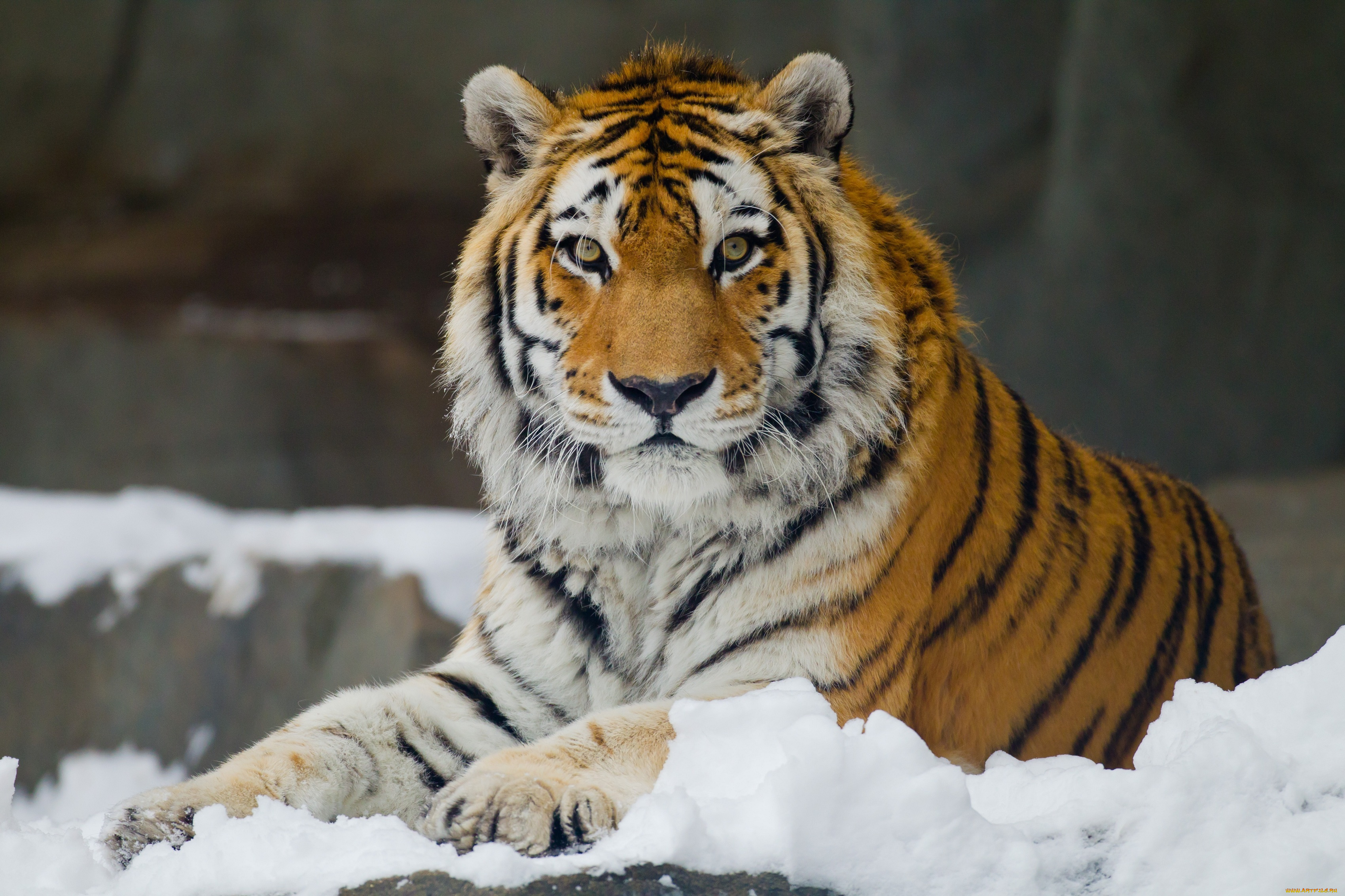 животные, тигры, амурский, тигр, снег