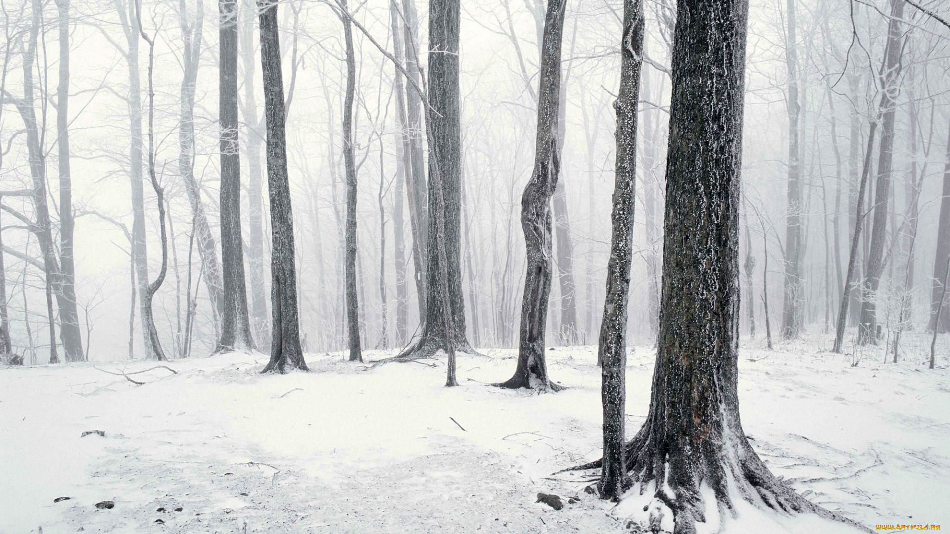 природа, лес, снег, зима, туман