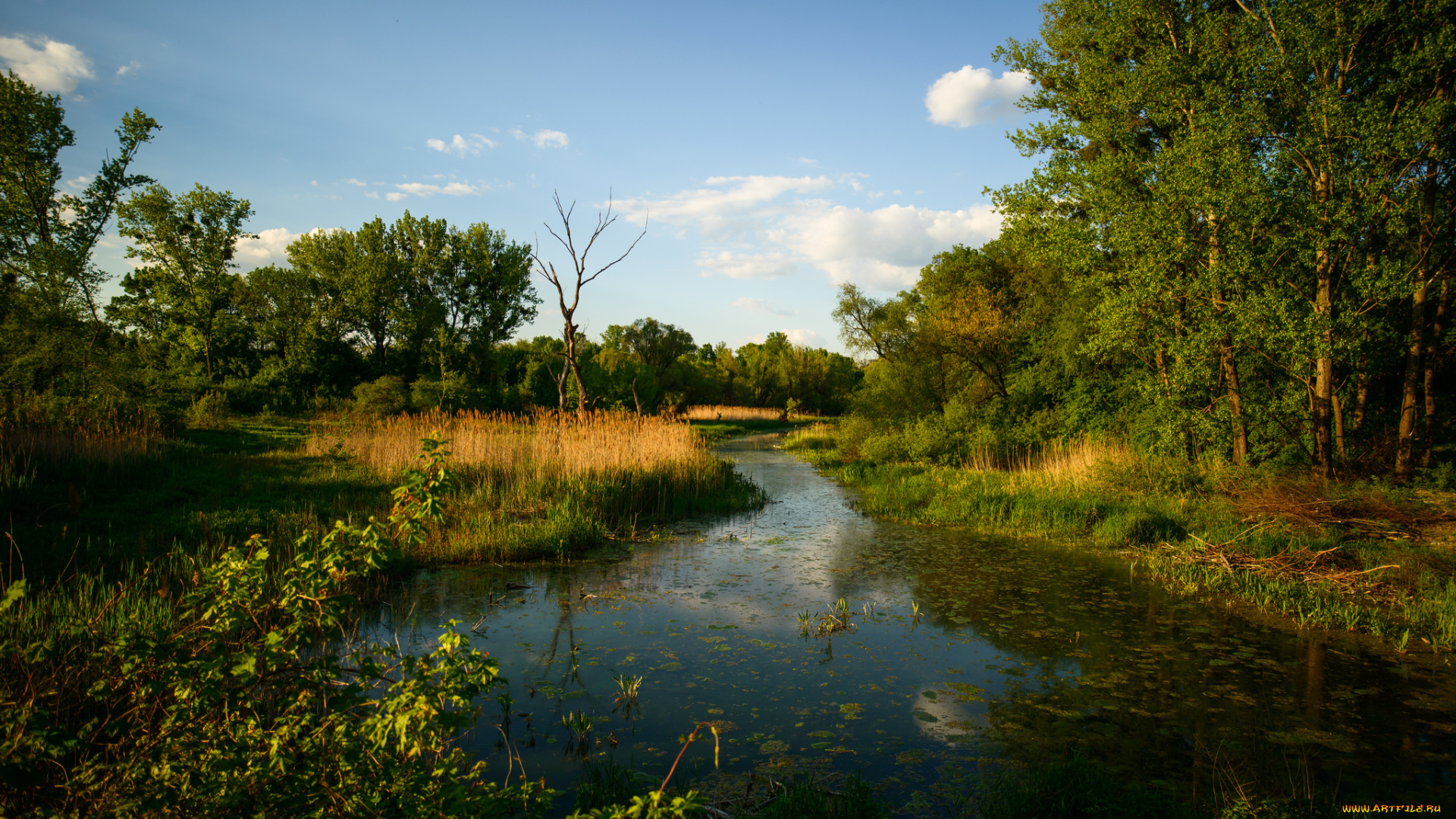 природа, реки, озера, река, лес