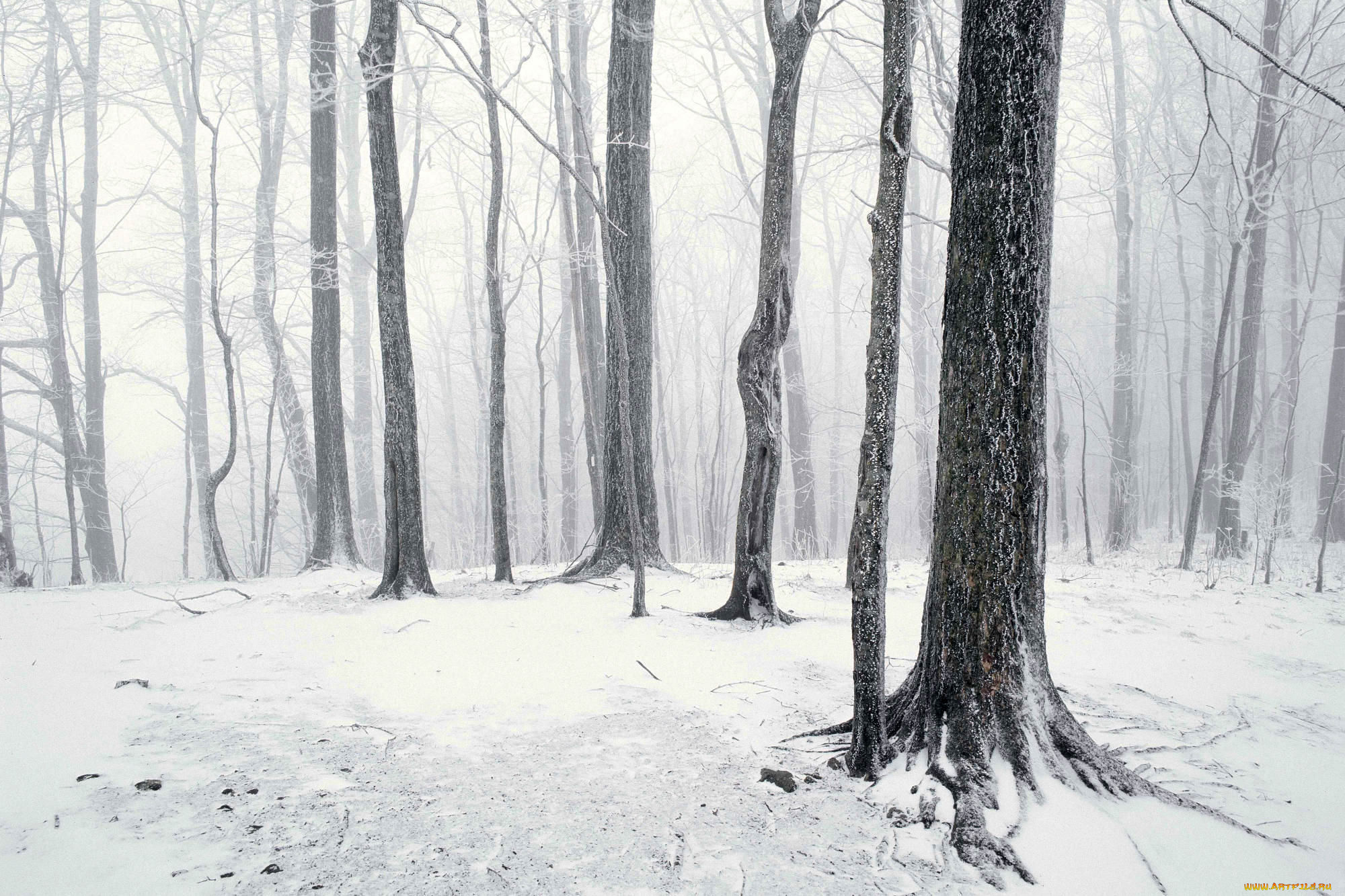 природа, лес, снег, зима, туман