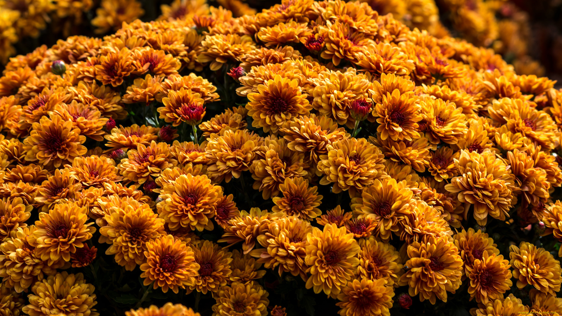цветы, хризантемы, осень