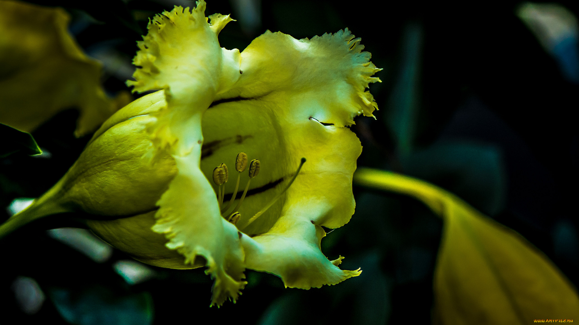 цветы, жёлтый