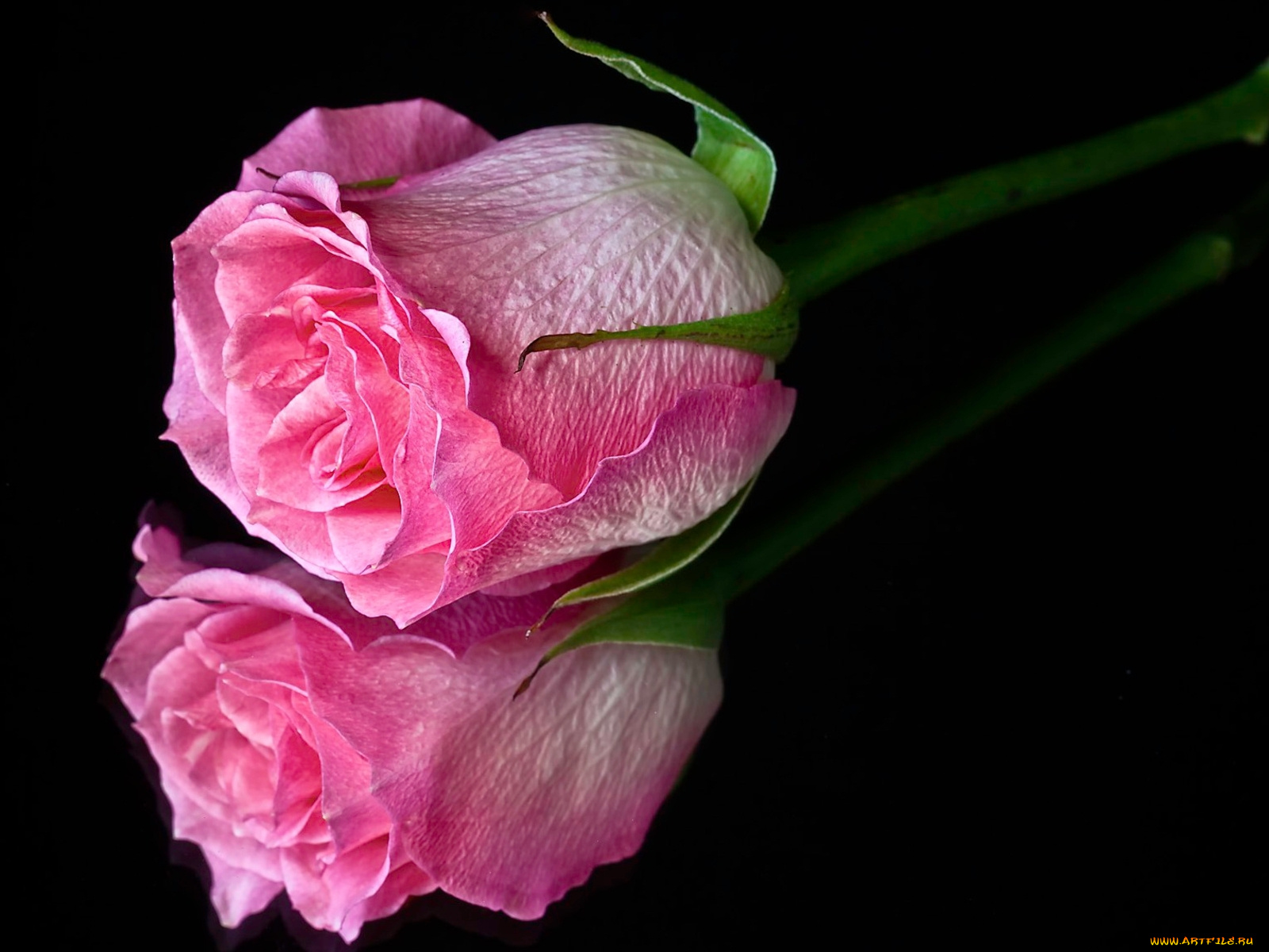 цветы, розы, розовый, отражение