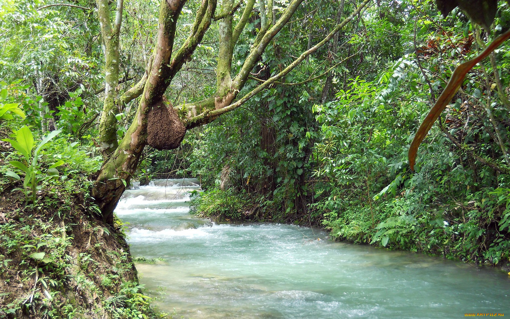 Ямайка, природа, реки, озера, поток, воды, зелень