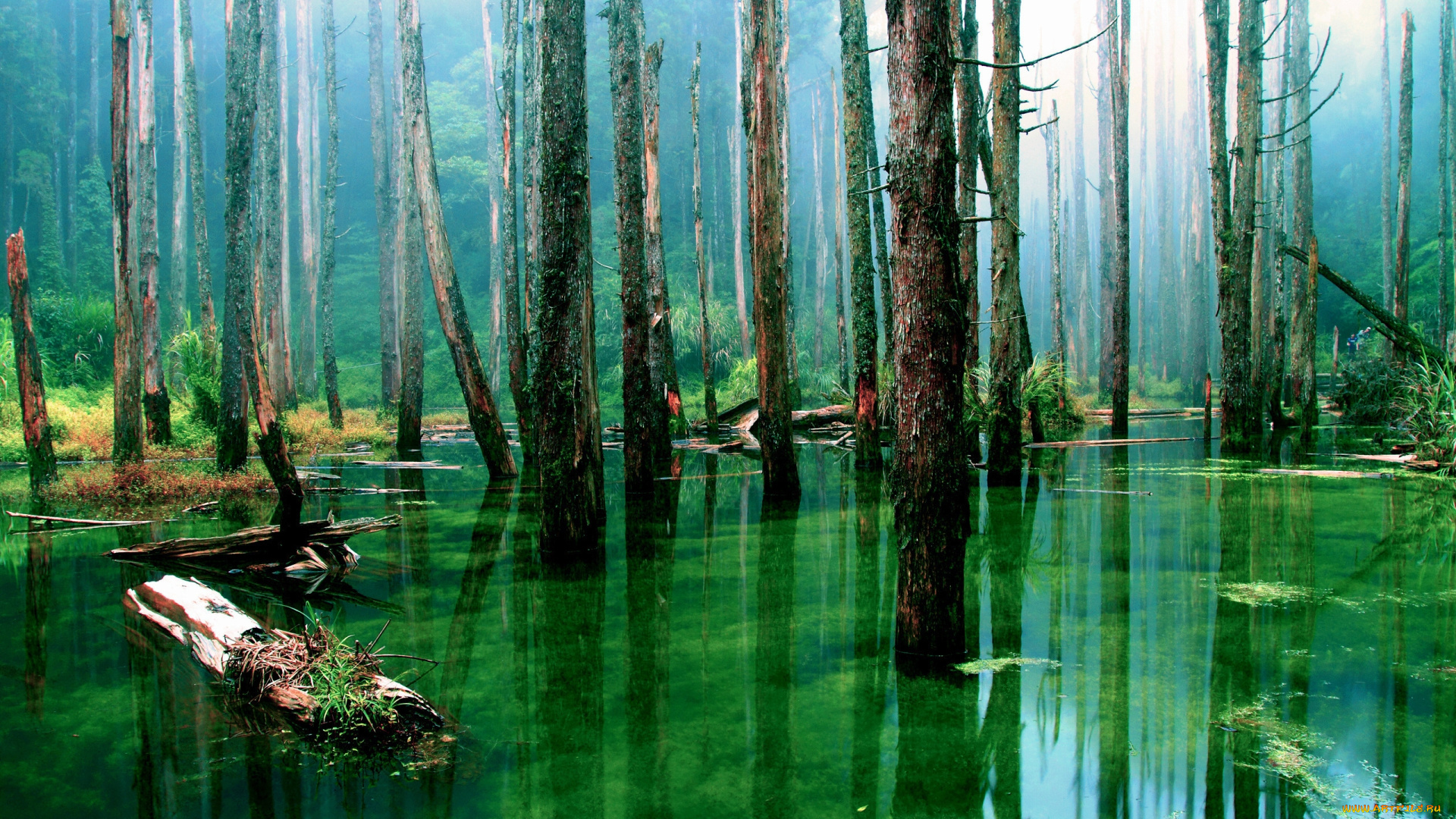 природа, лес, деревья, вода