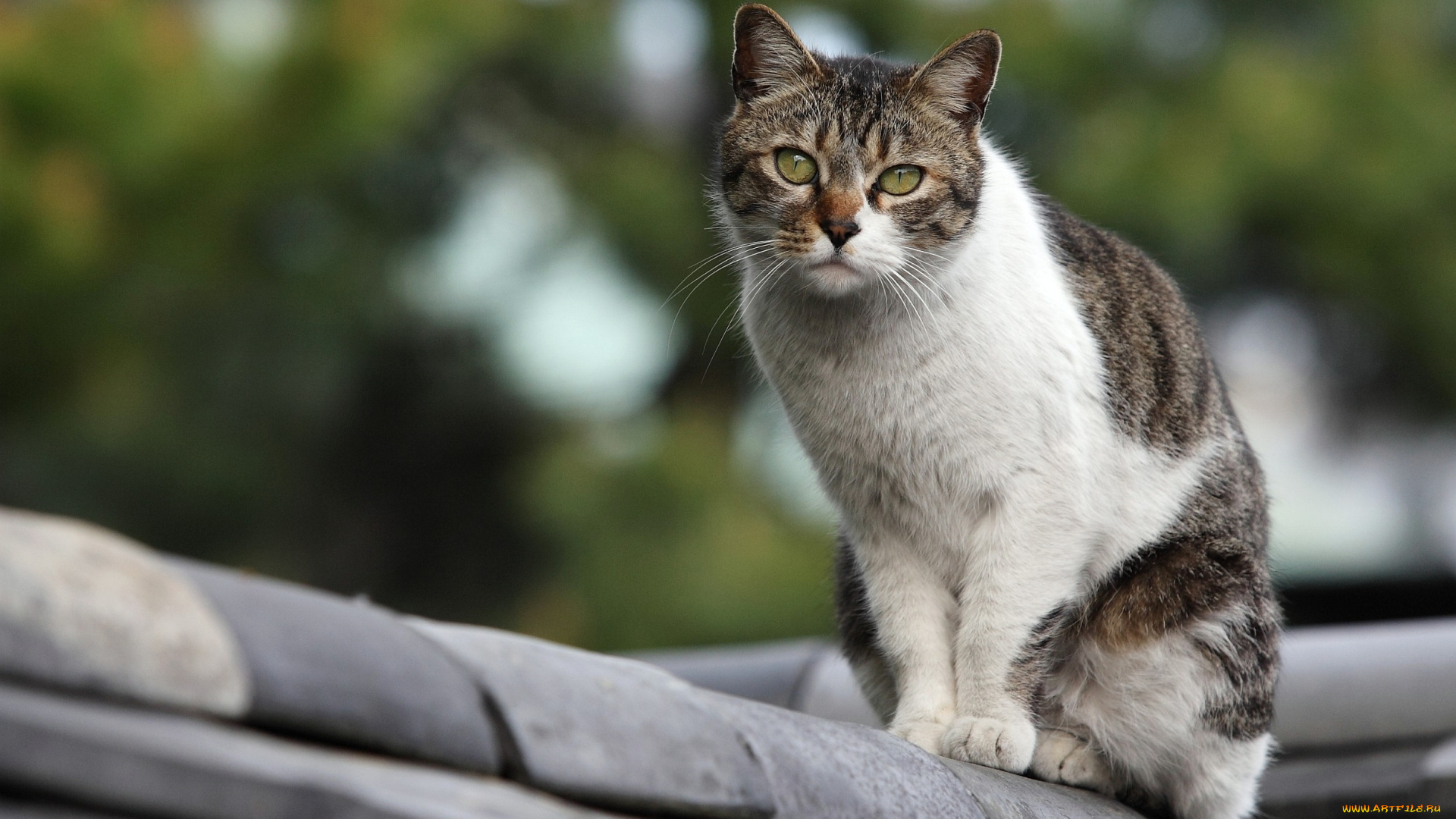 животные, коты, взгляд