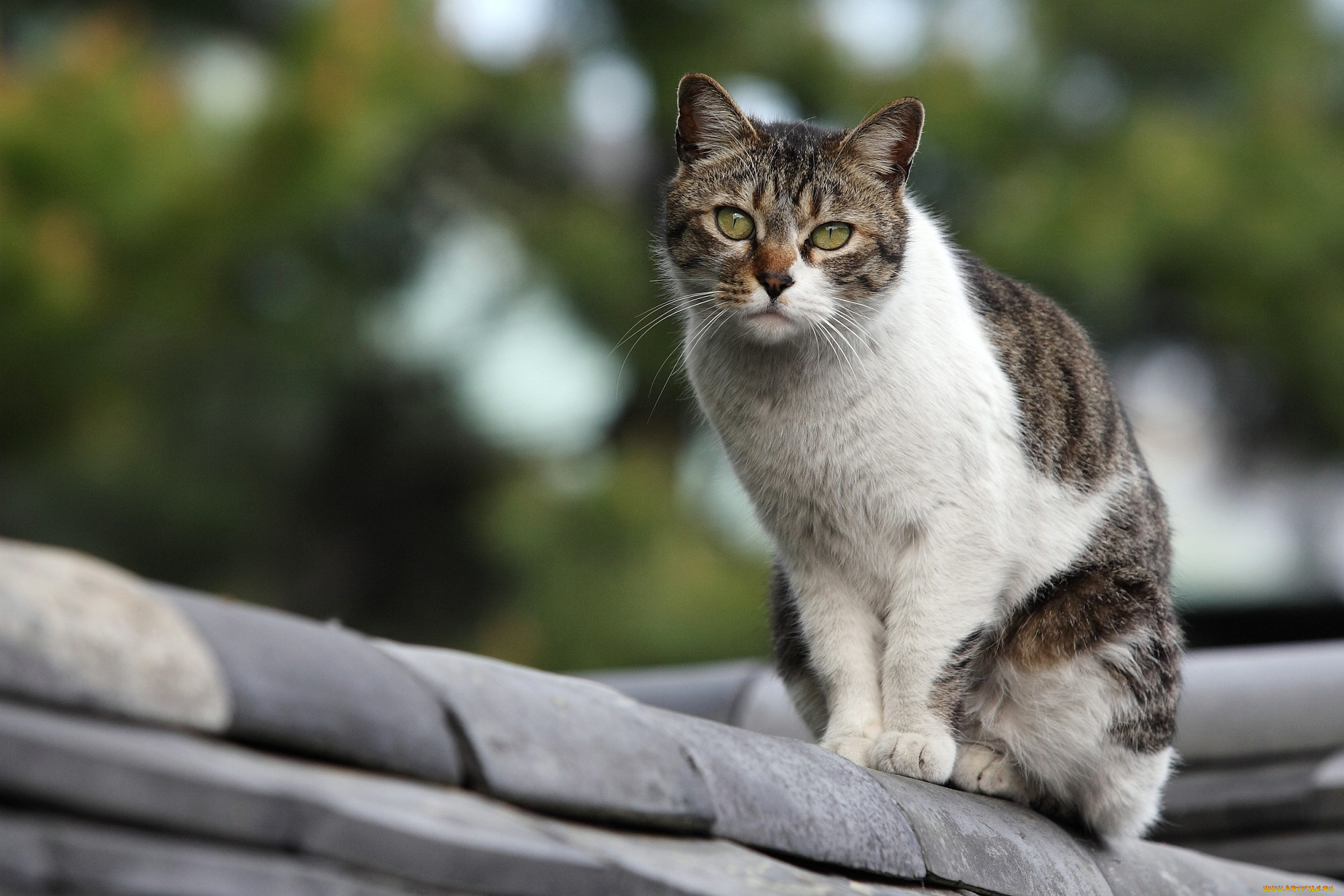 животные, коты, взгляд