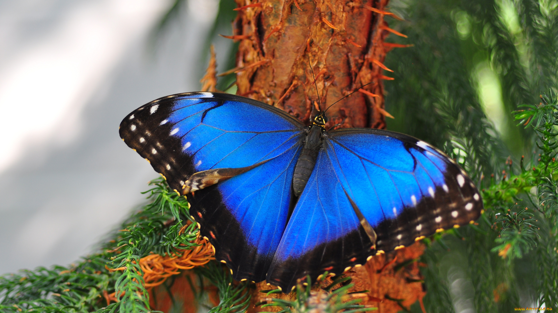 животные, бабочки, морфо, крылья, синий