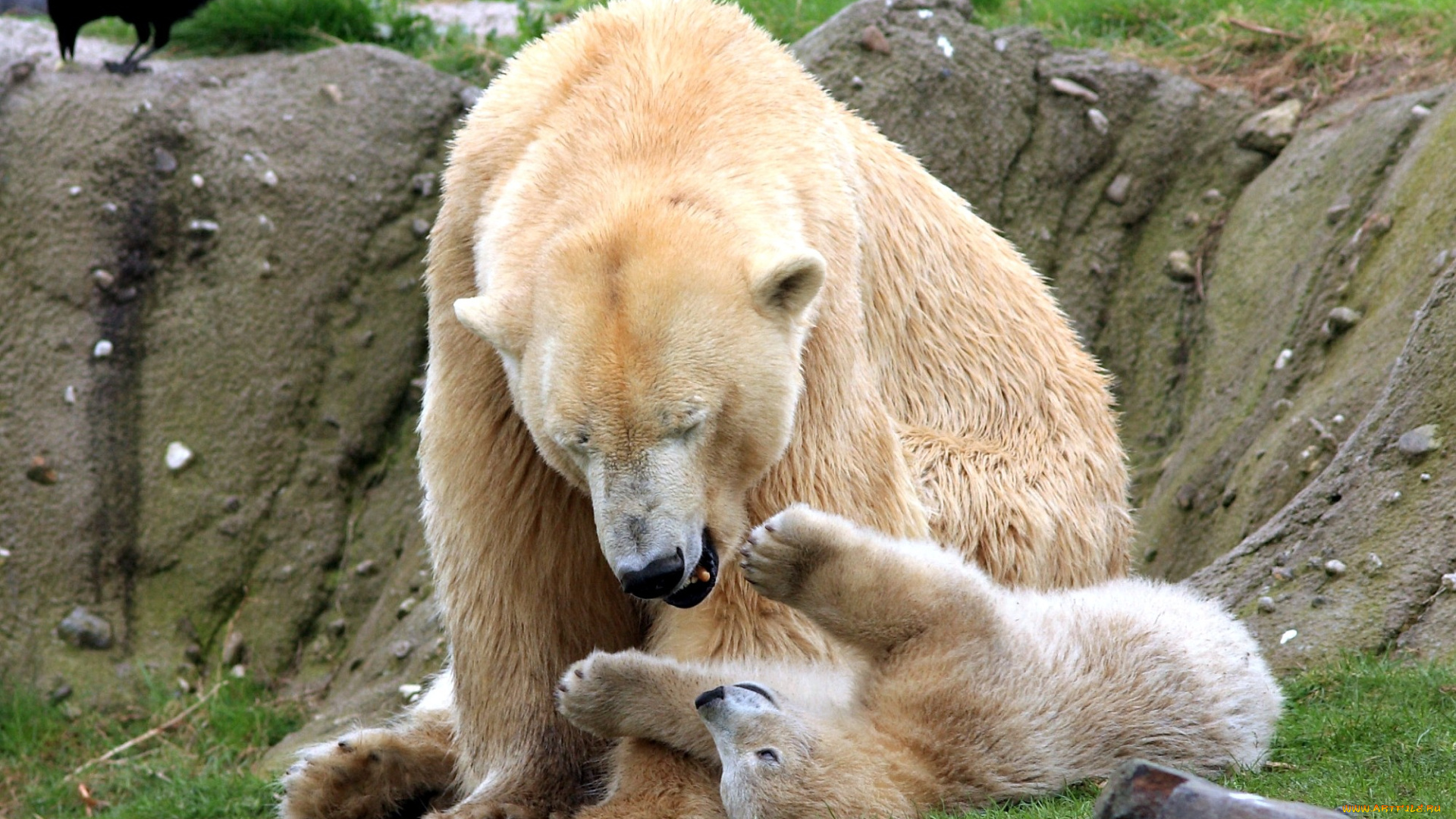 животные, медведи, мама, малыш, игра