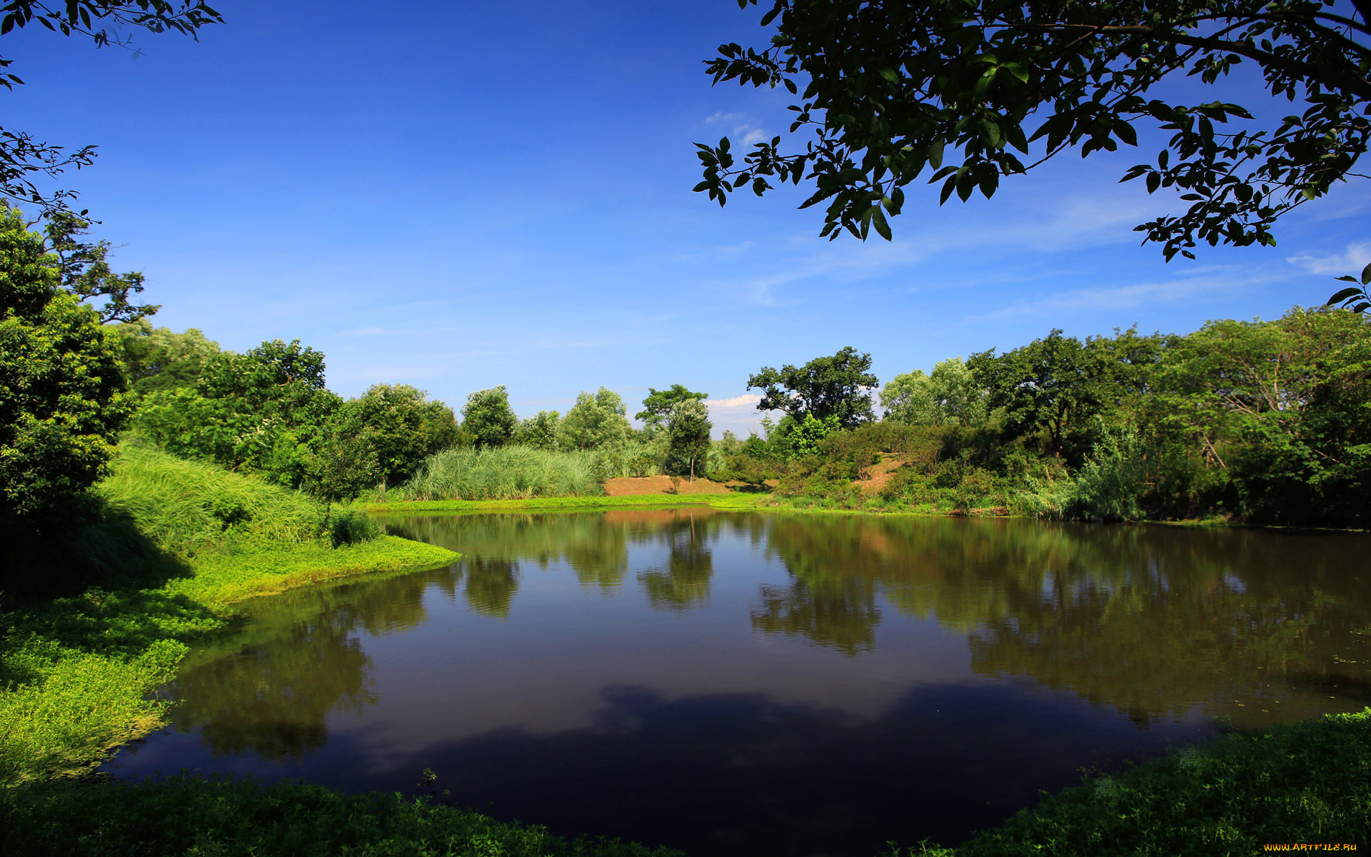 природа, парк, деревья, вода