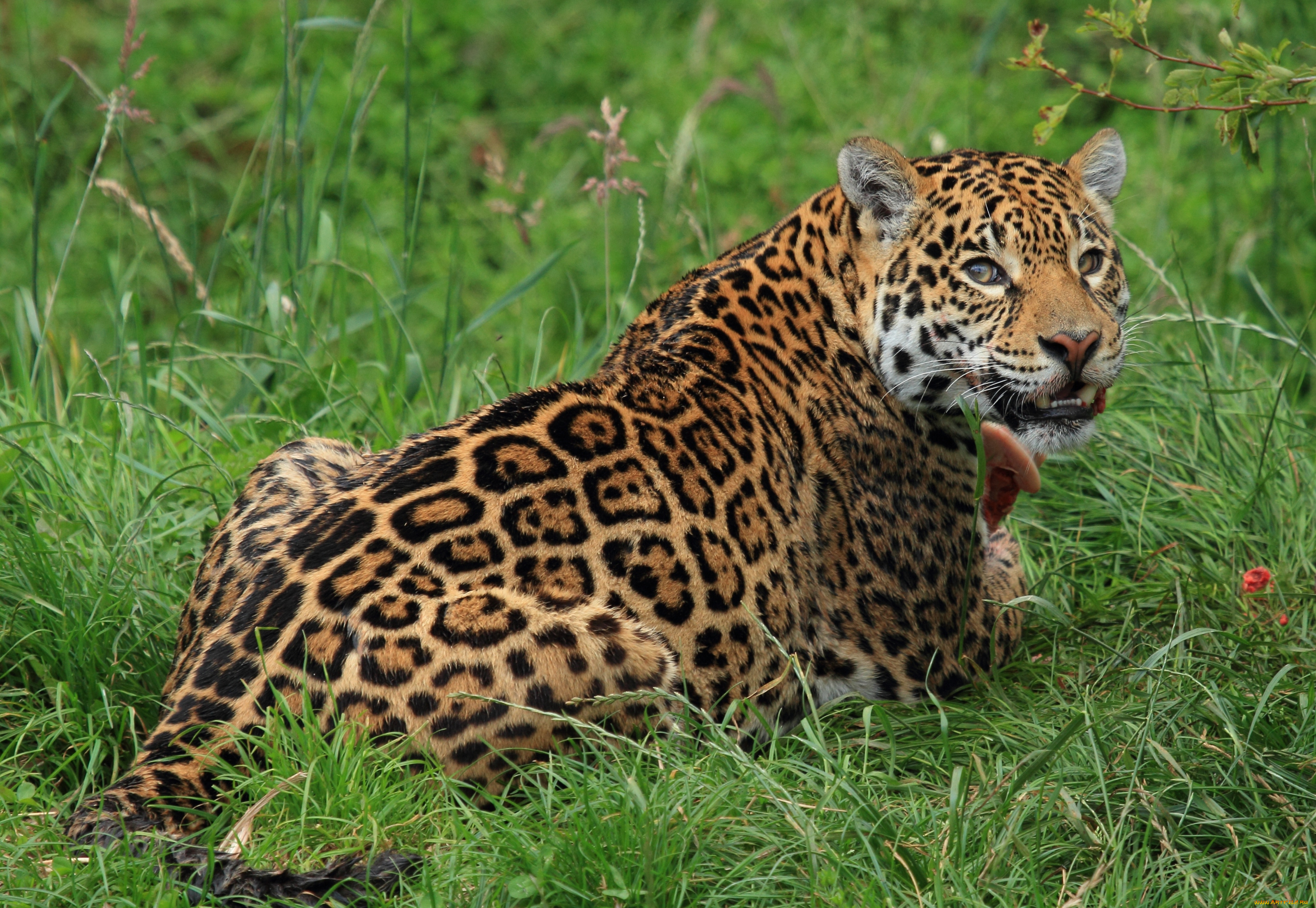 Леопард в траве без смс