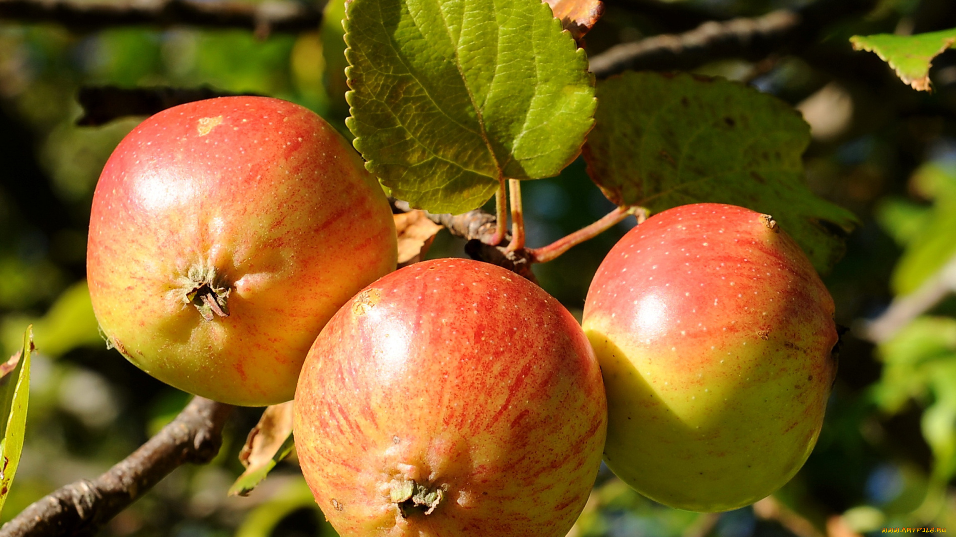 природа, плоды, ветка, яблоки