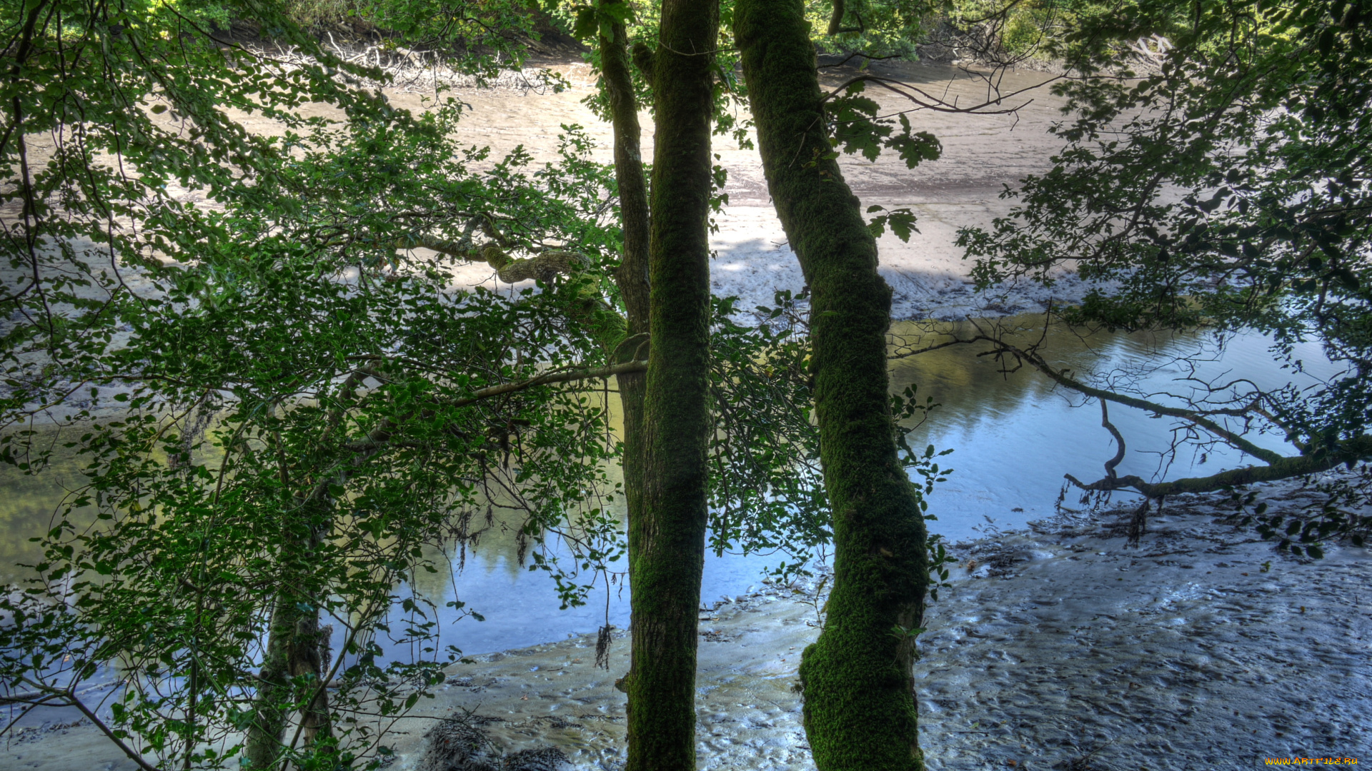 river, lerryn, англия, природа, реки, озера, река, берег, деревья