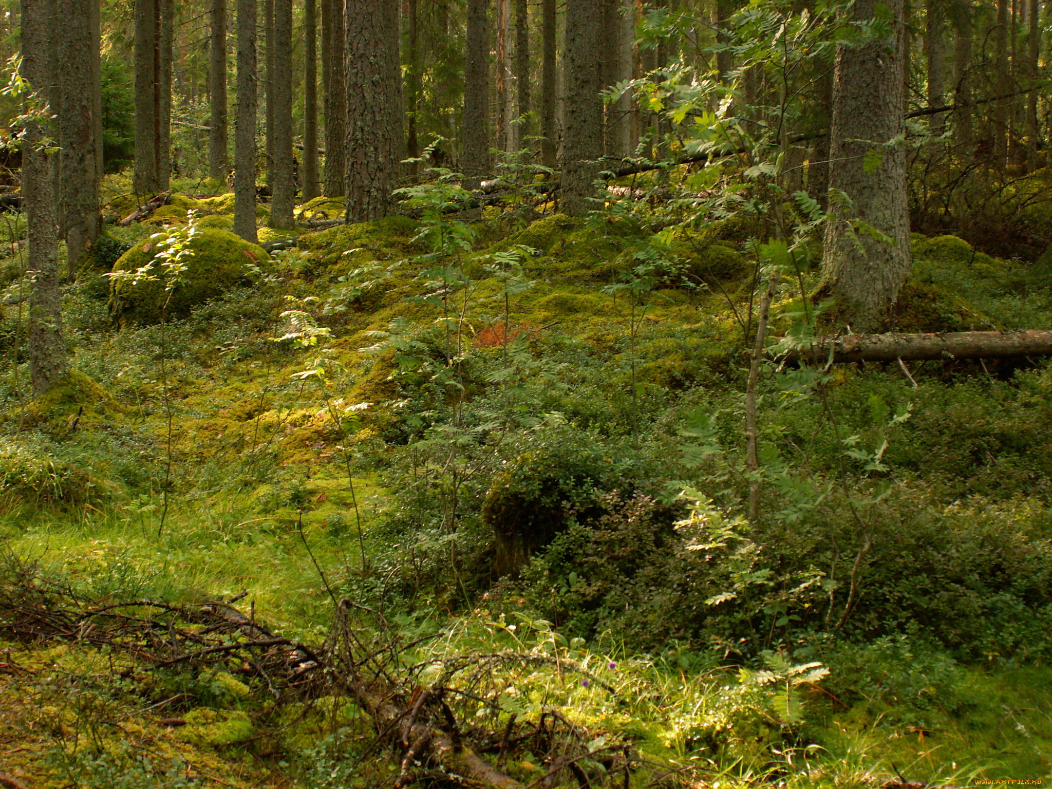 dalarna, швеция, природа, лес, деревья
