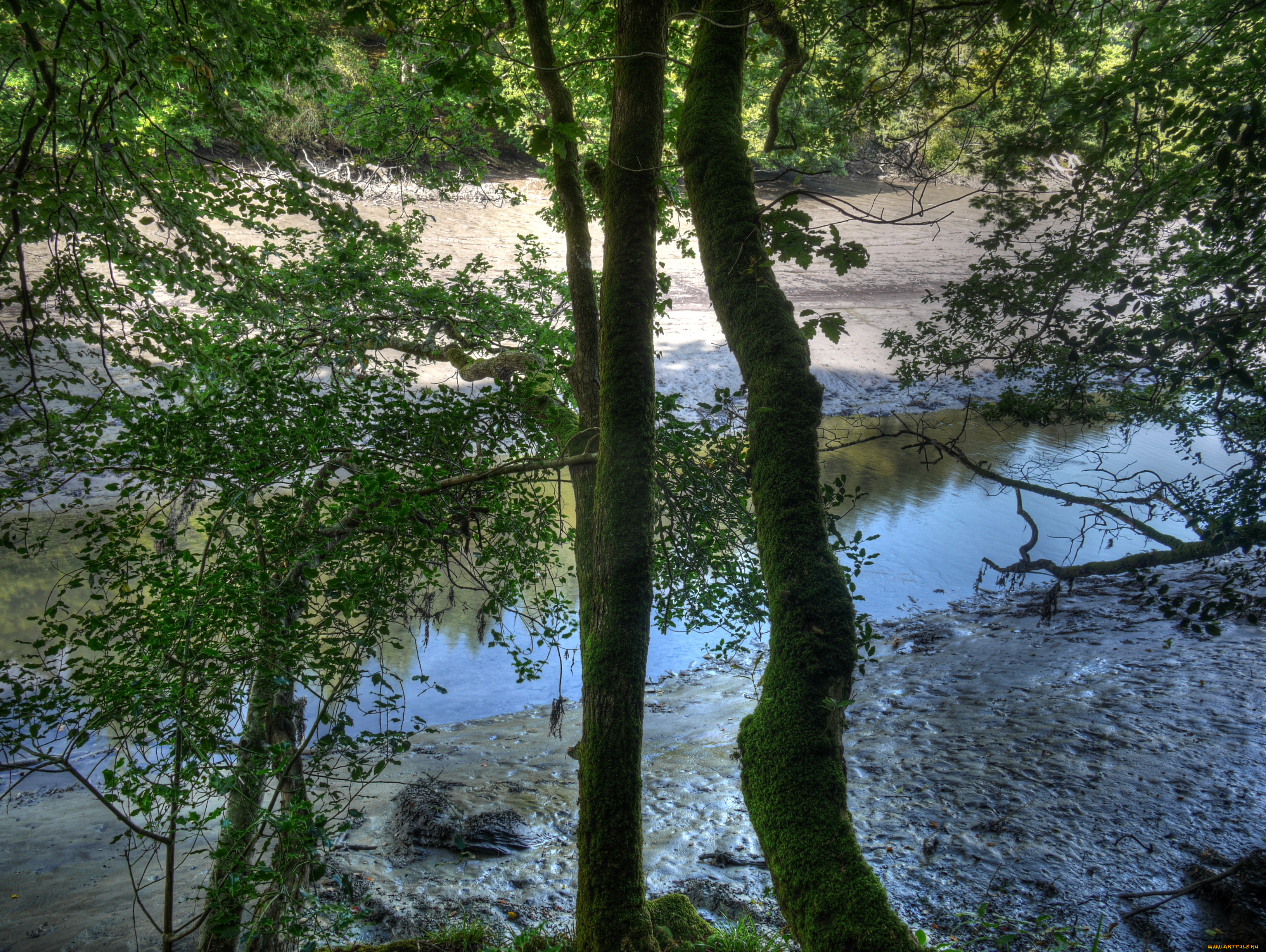 river, lerryn, англия, природа, реки, озера, река, берег, деревья