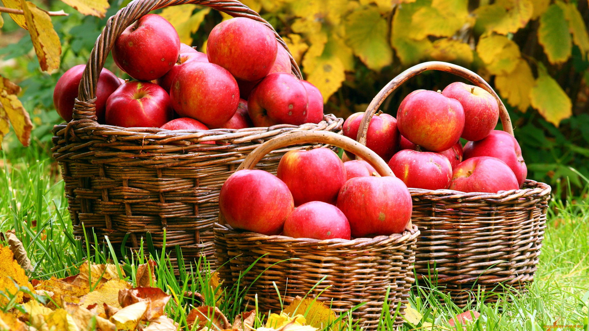 еда, Яблоки, урожай, осень, корзины