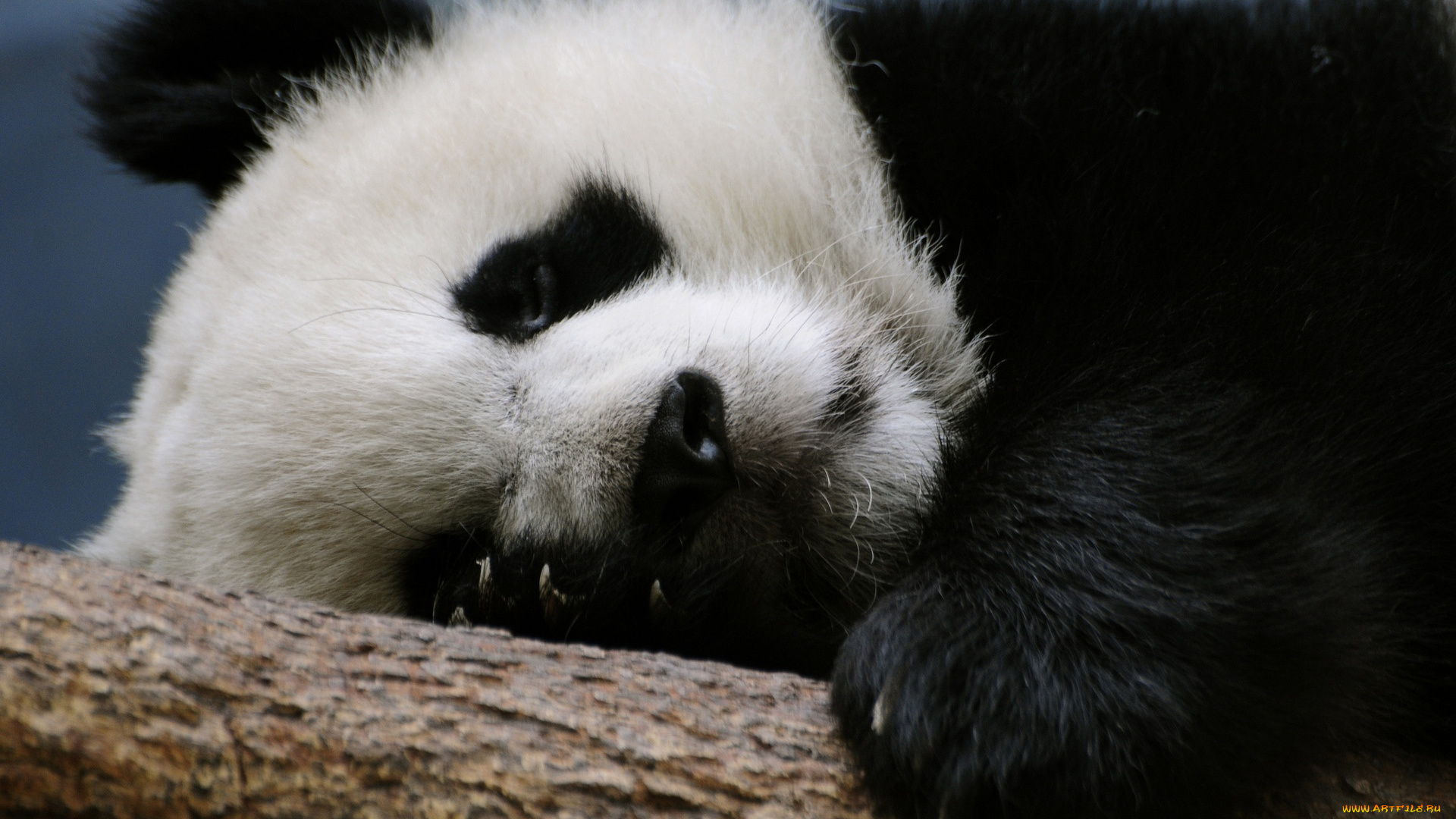 животные, панды, панда, голова, отдых, бревно, сон, когти