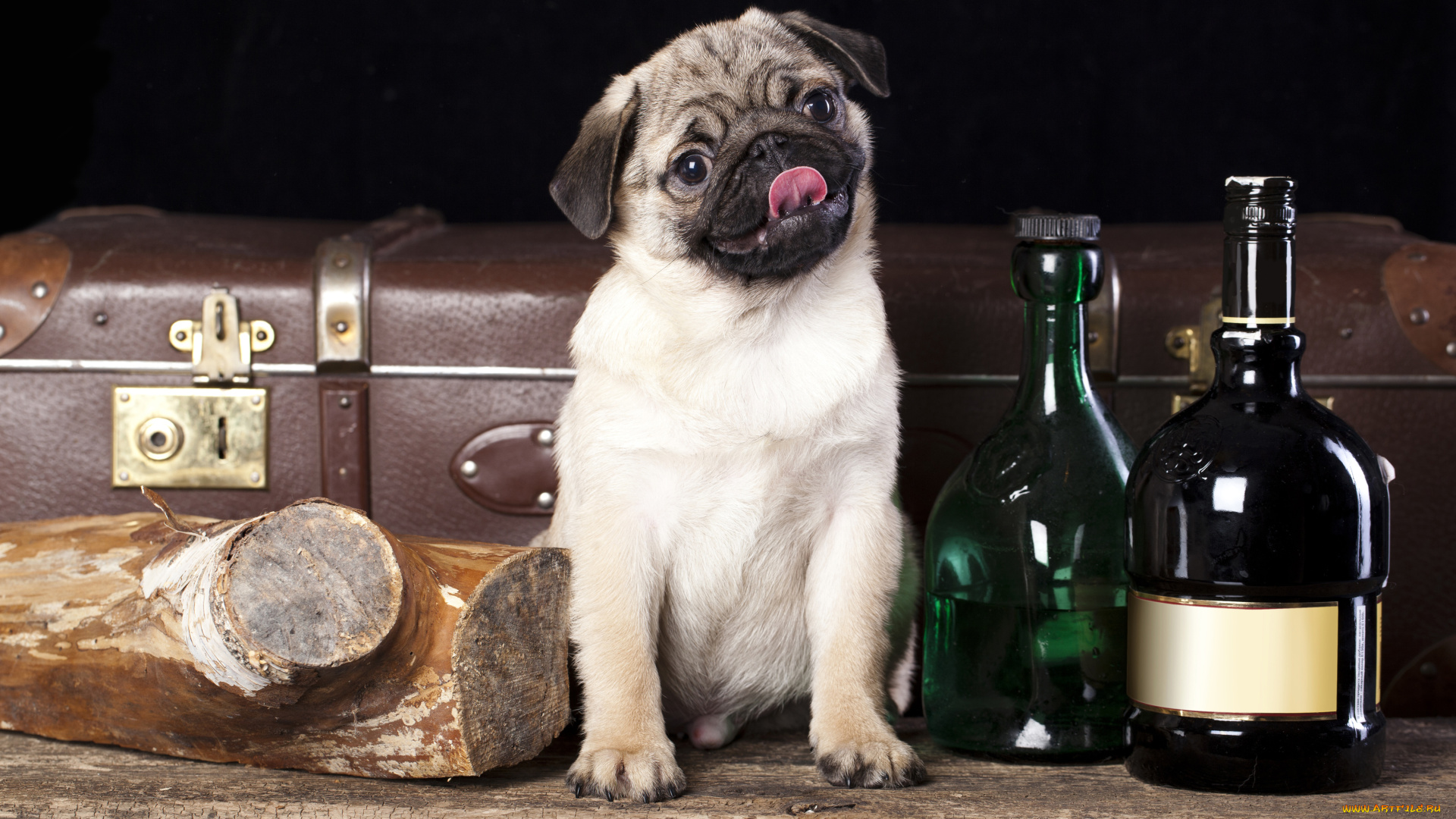 животные, собаки, собака, чемодан, мопс, бутылки, полено