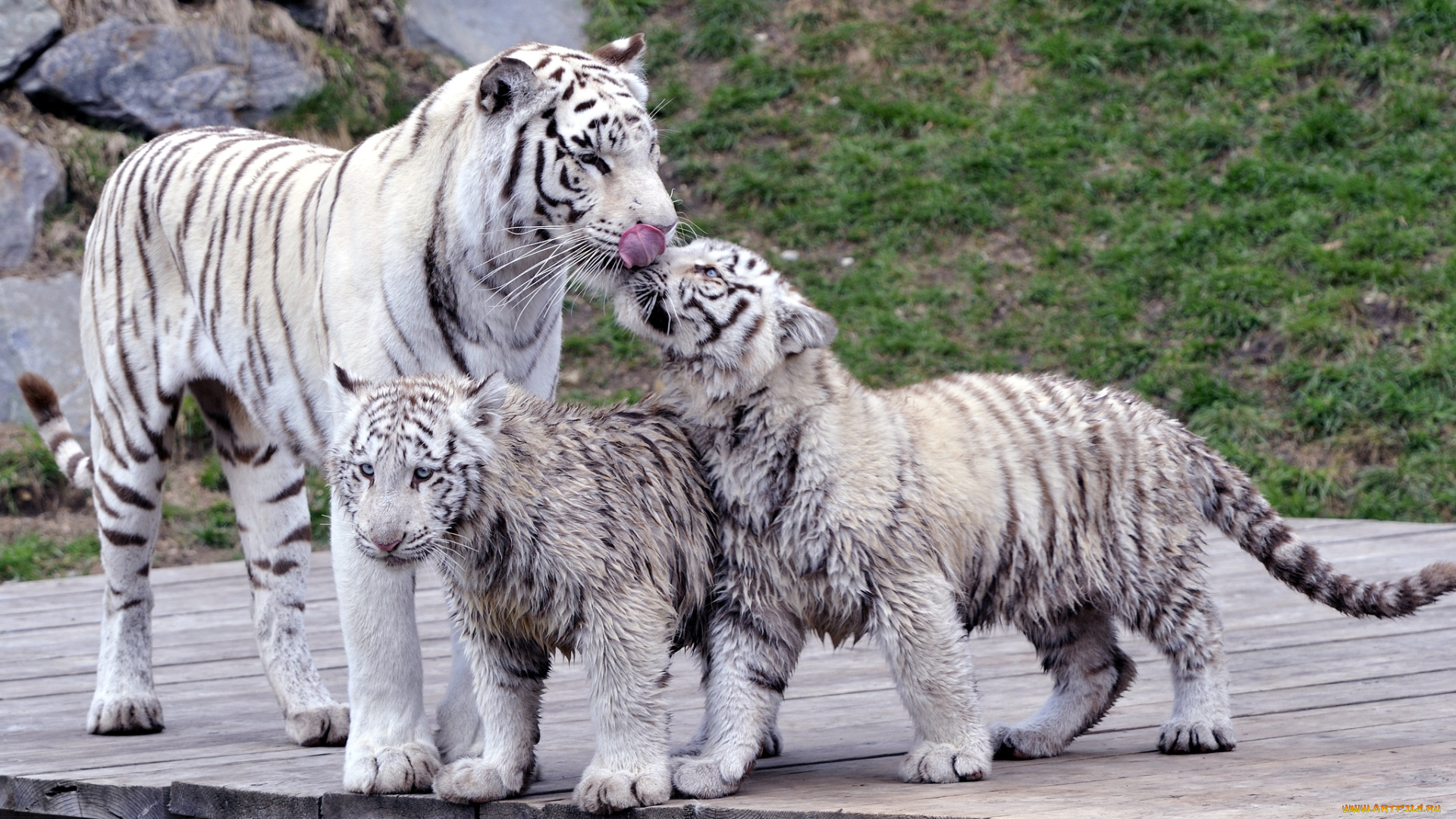животные, тигры, семья