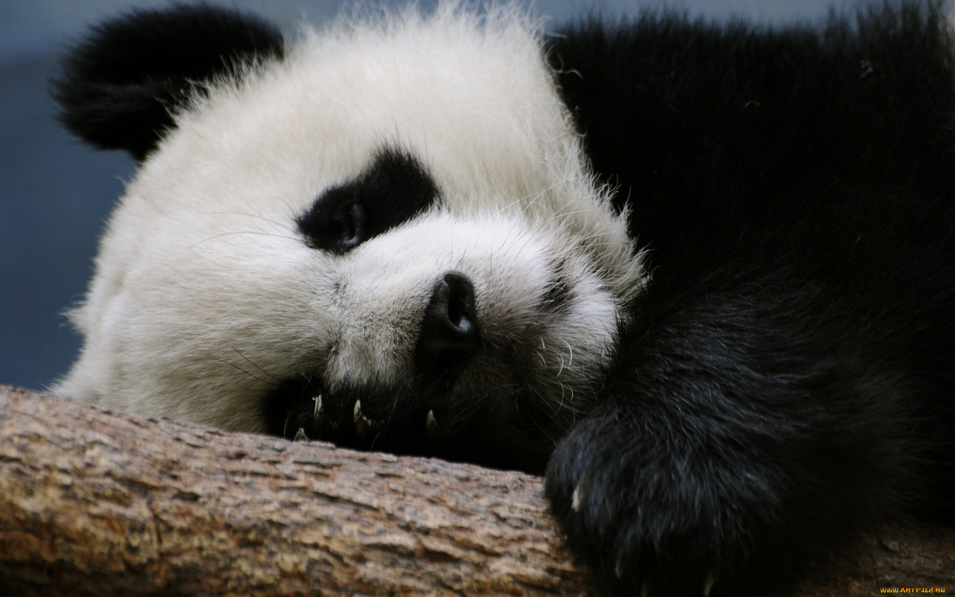 животные, панды, панда, голова, отдых, бревно, сон, когти