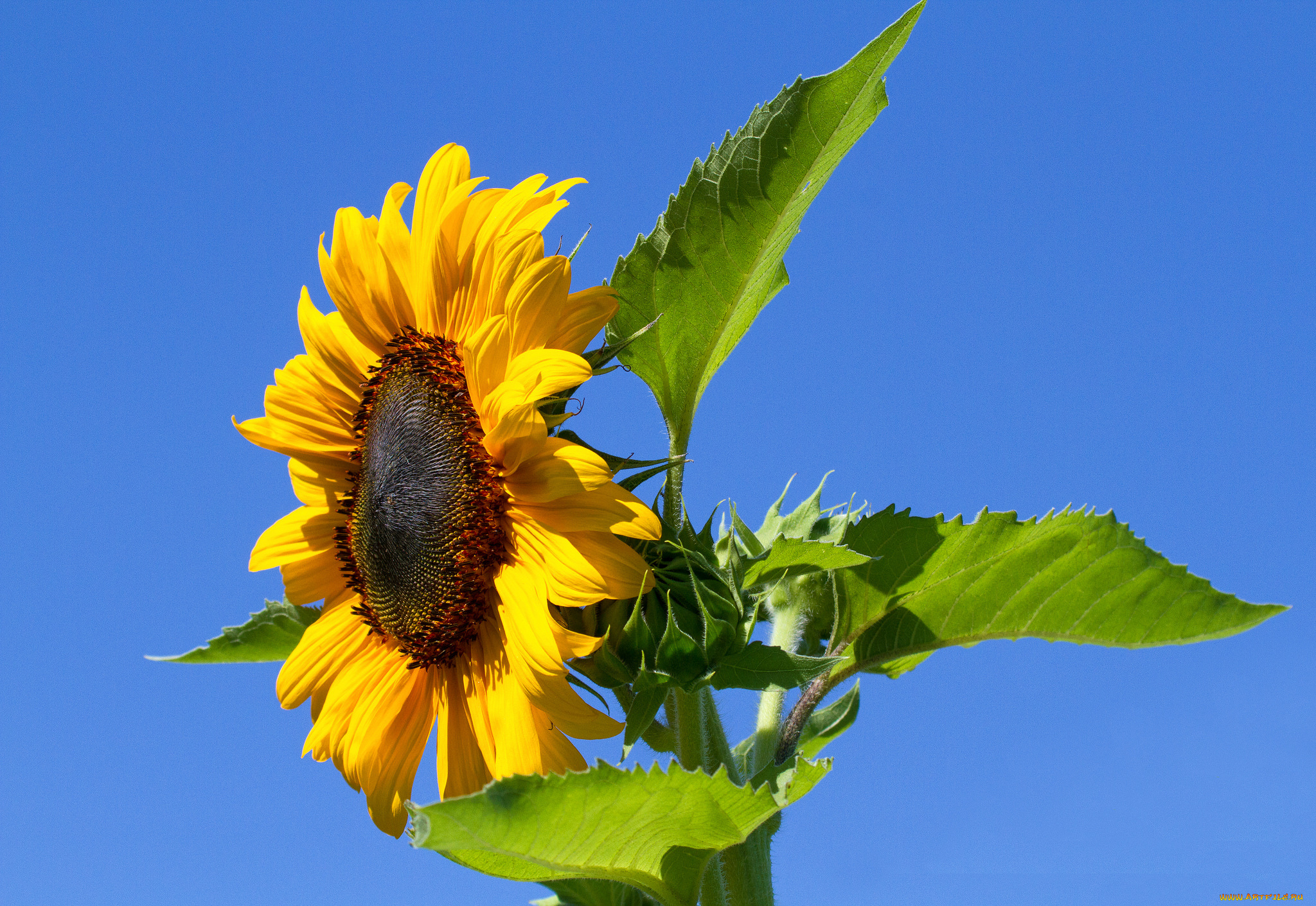 Sunflower plant. Подсолнечник (Helianthus). Подсолнух Premier f1. Подсолнечник однолетний Бамбино. Подсолнух крупным планом.