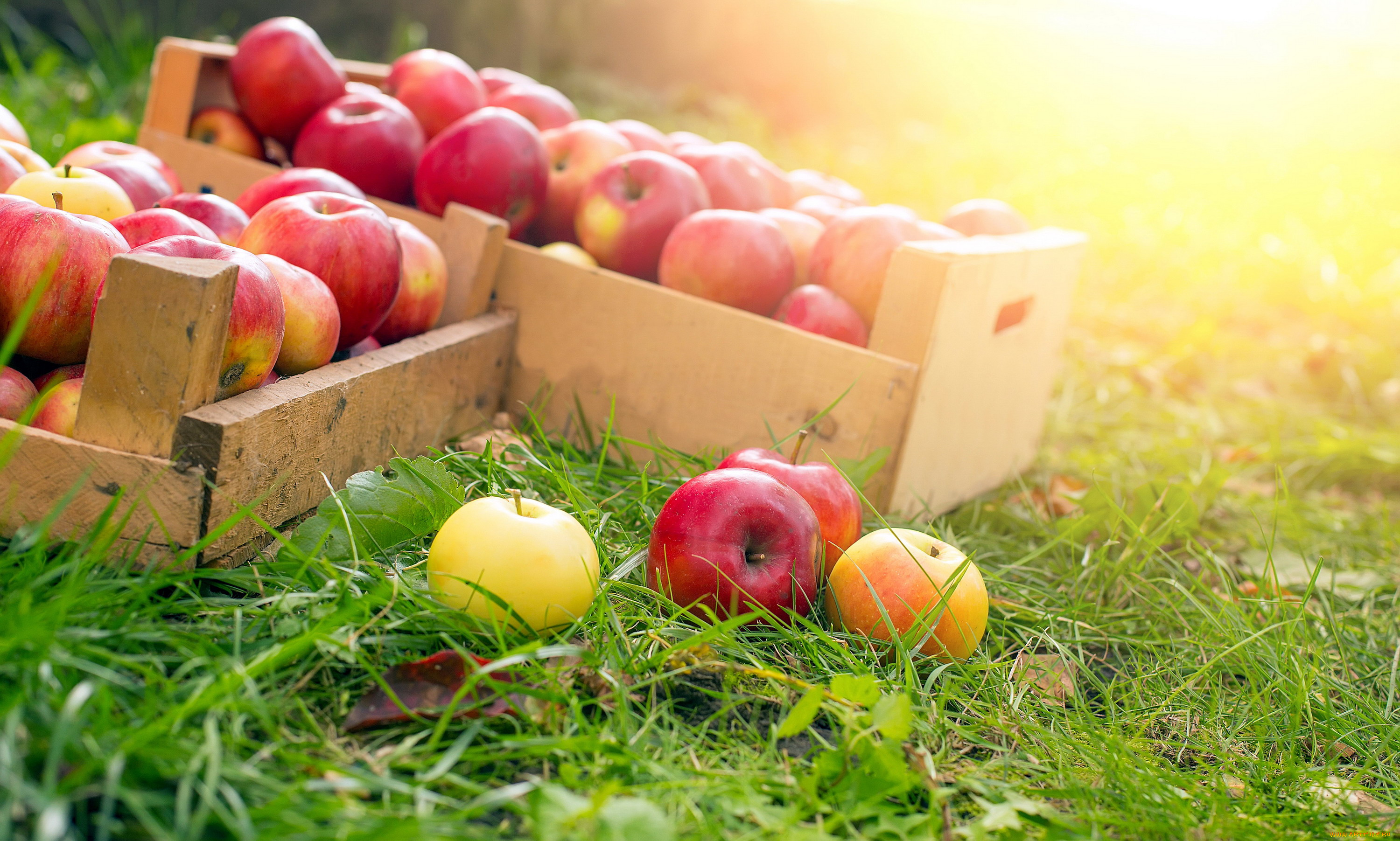 еда, Яблоки, плоды, ящики, урожай