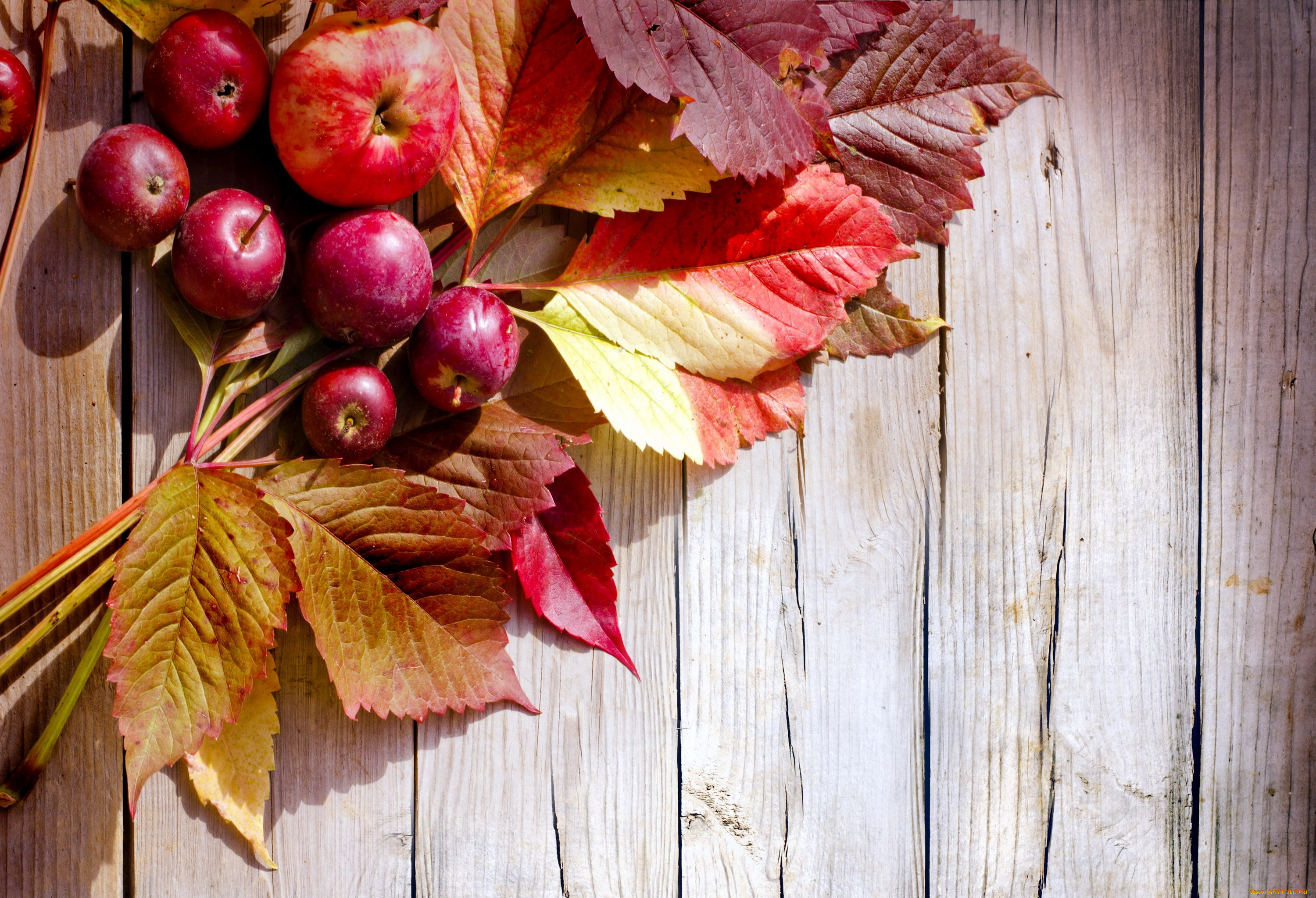 еда, Яблоки, осень, листья