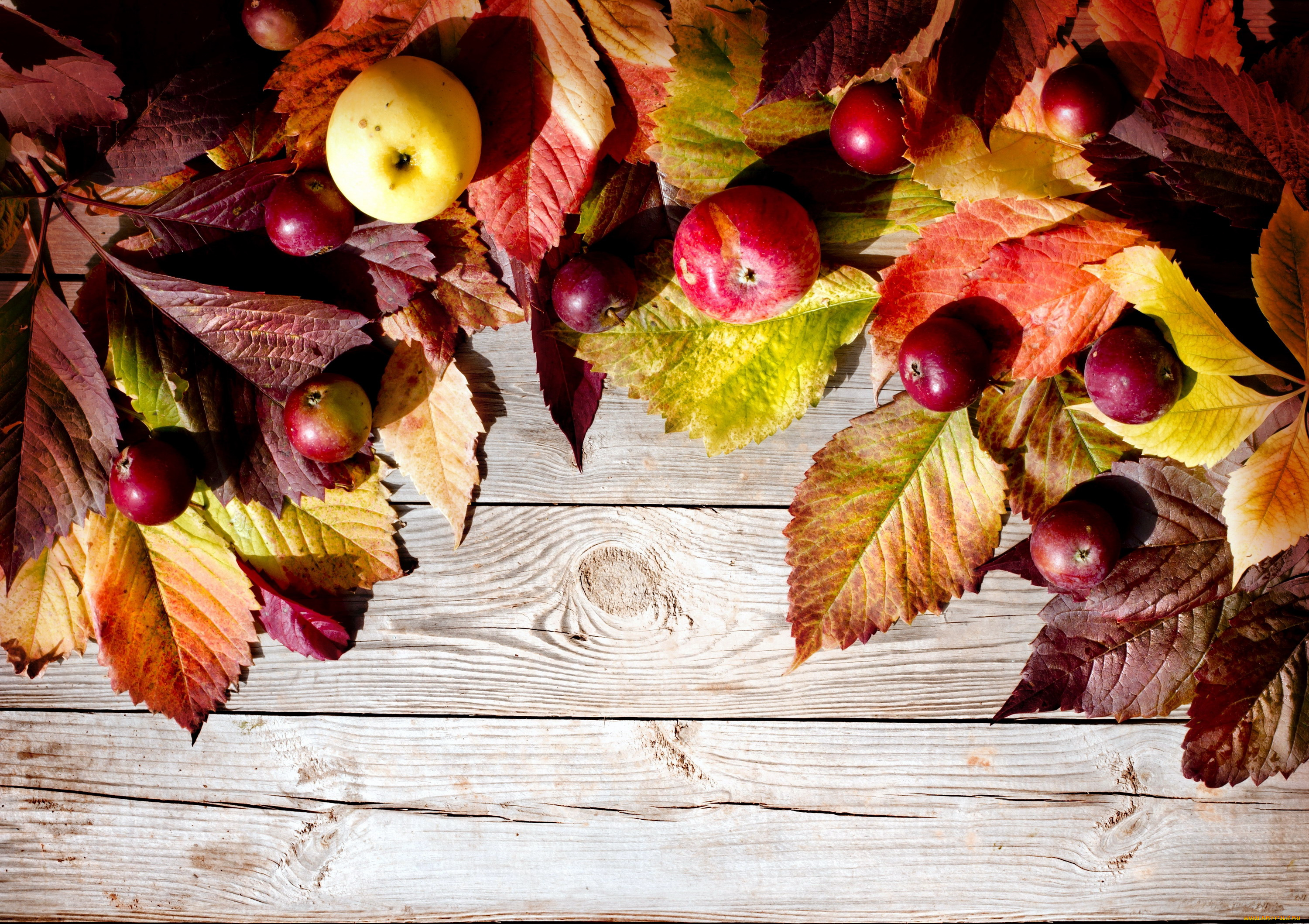 еда, Яблоки, осень, листья