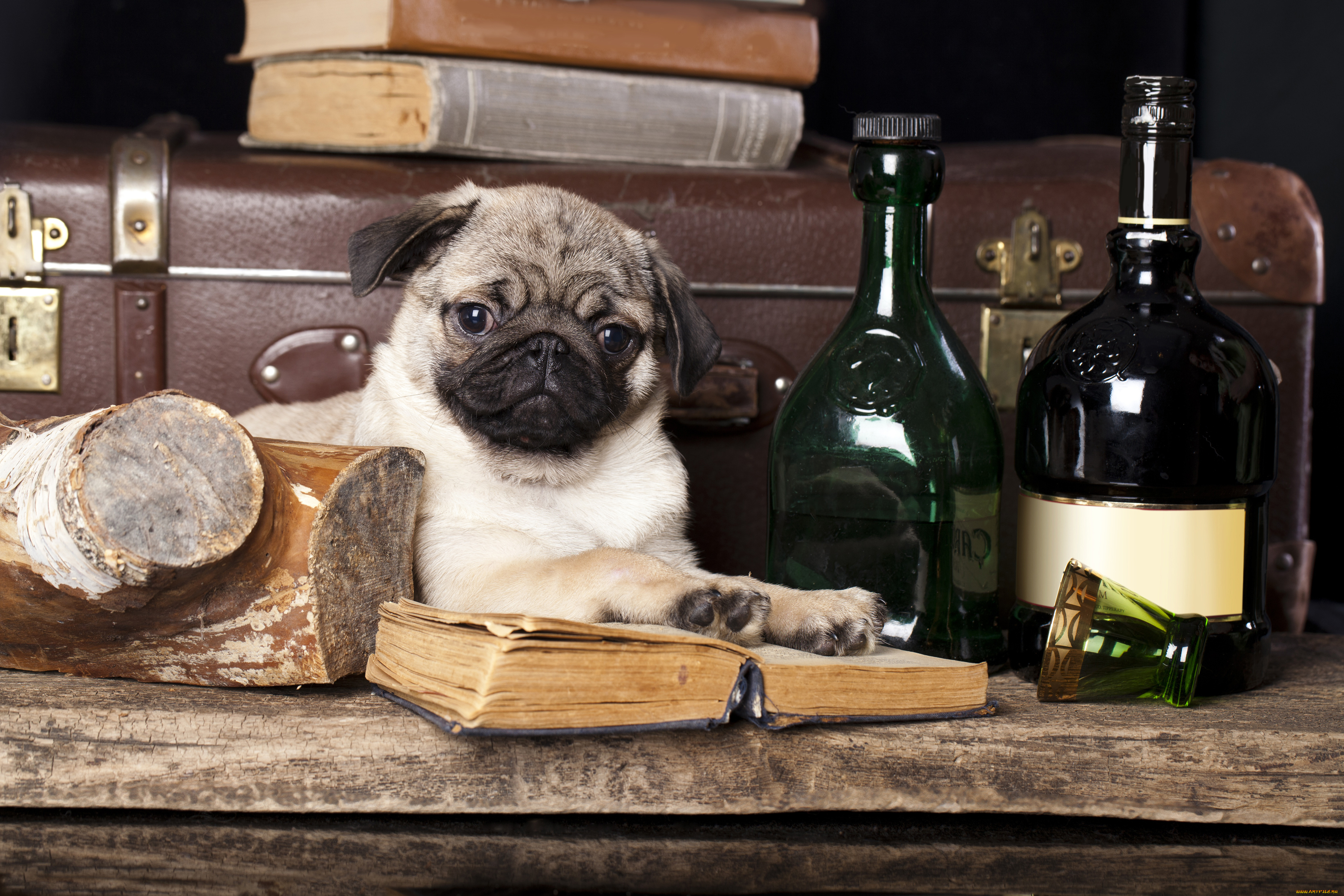 животные, собаки, бутылки, мопс, чемодан, собака, книги