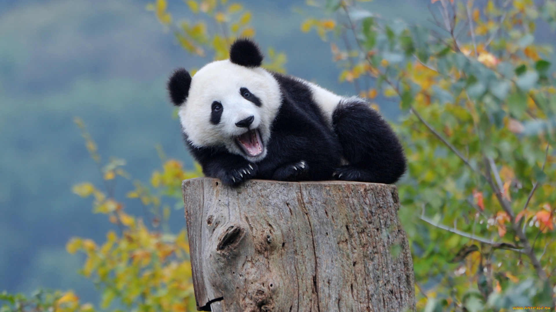 животные, панды, осень, лес, медвежонок, панда