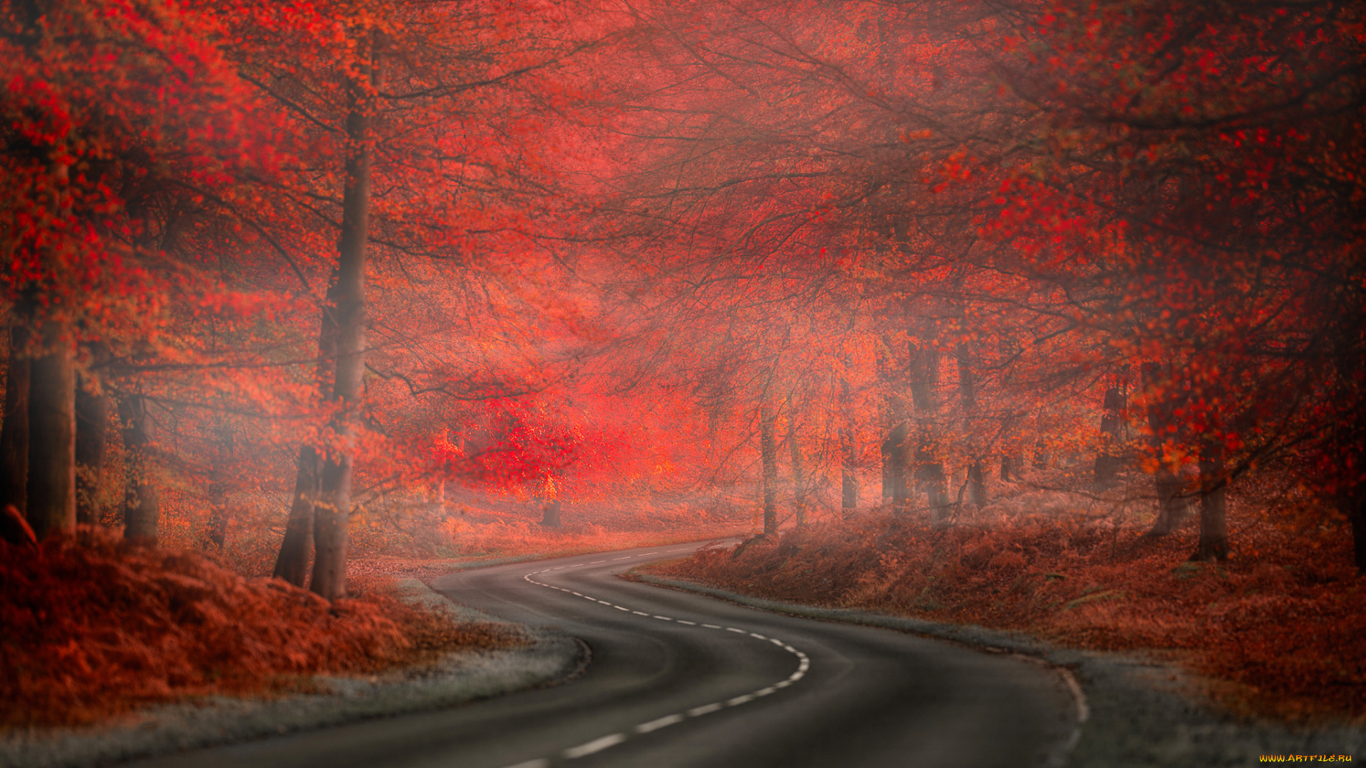 природа, дороги, fog, road, forest, red, туман, осень, beauty, nature, leaves, дорога, лес