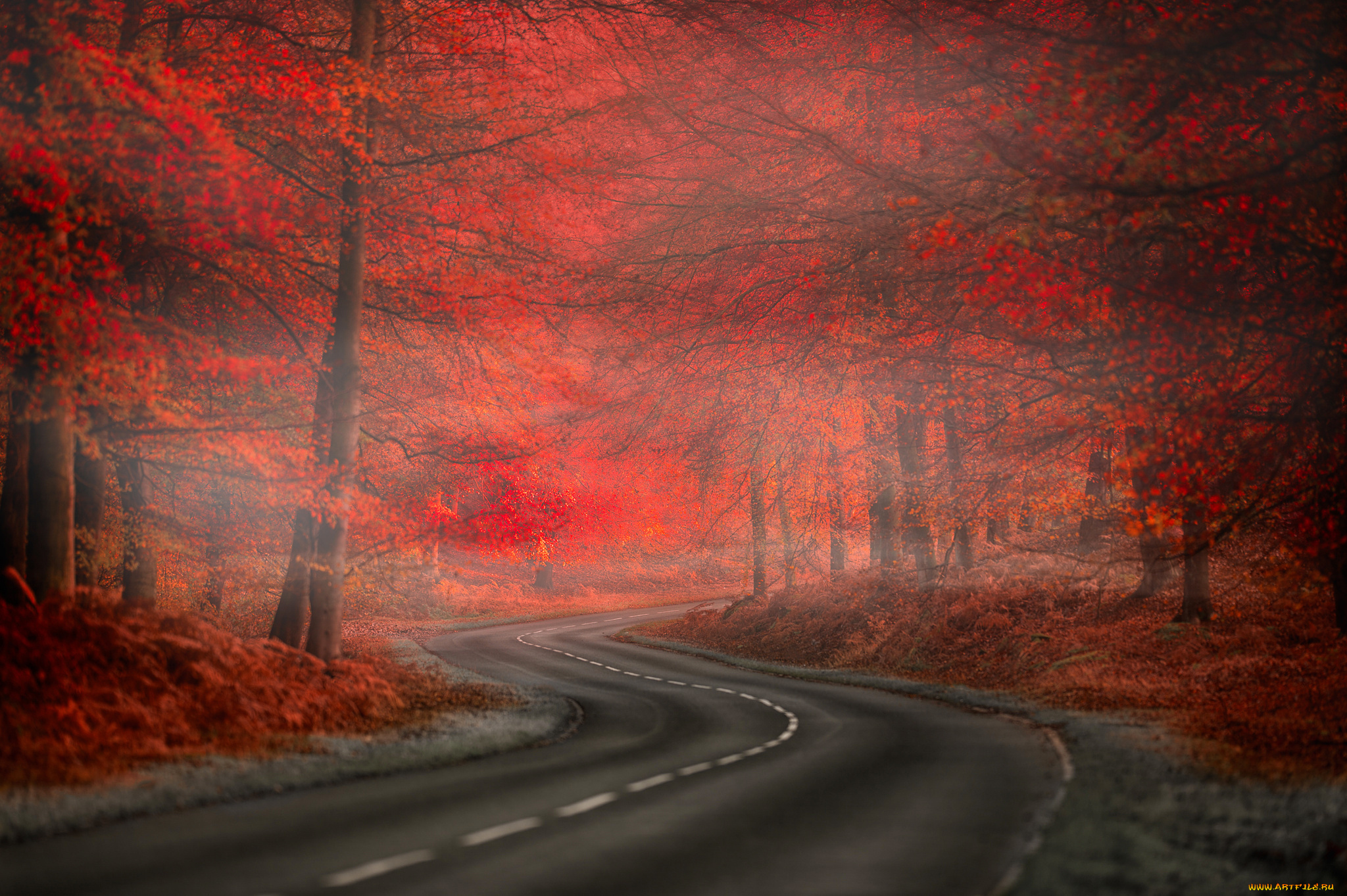природа, дороги, fog, road, forest, red, туман, осень, beauty, nature, leaves, дорога, лес