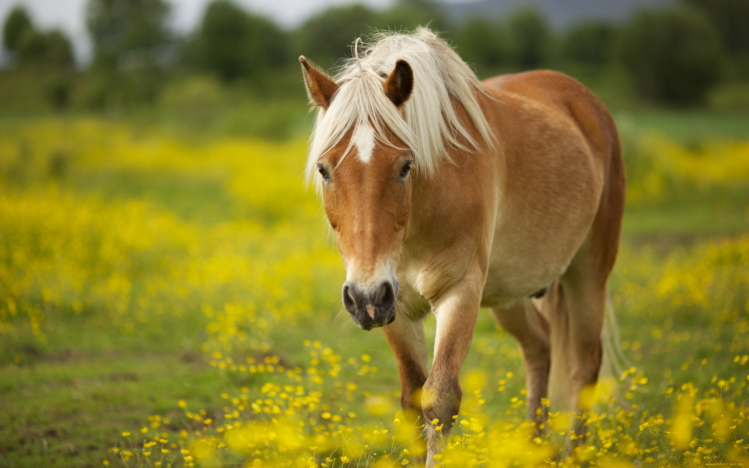 животные, лошади, конь, игреневый, луга, трава, цветы