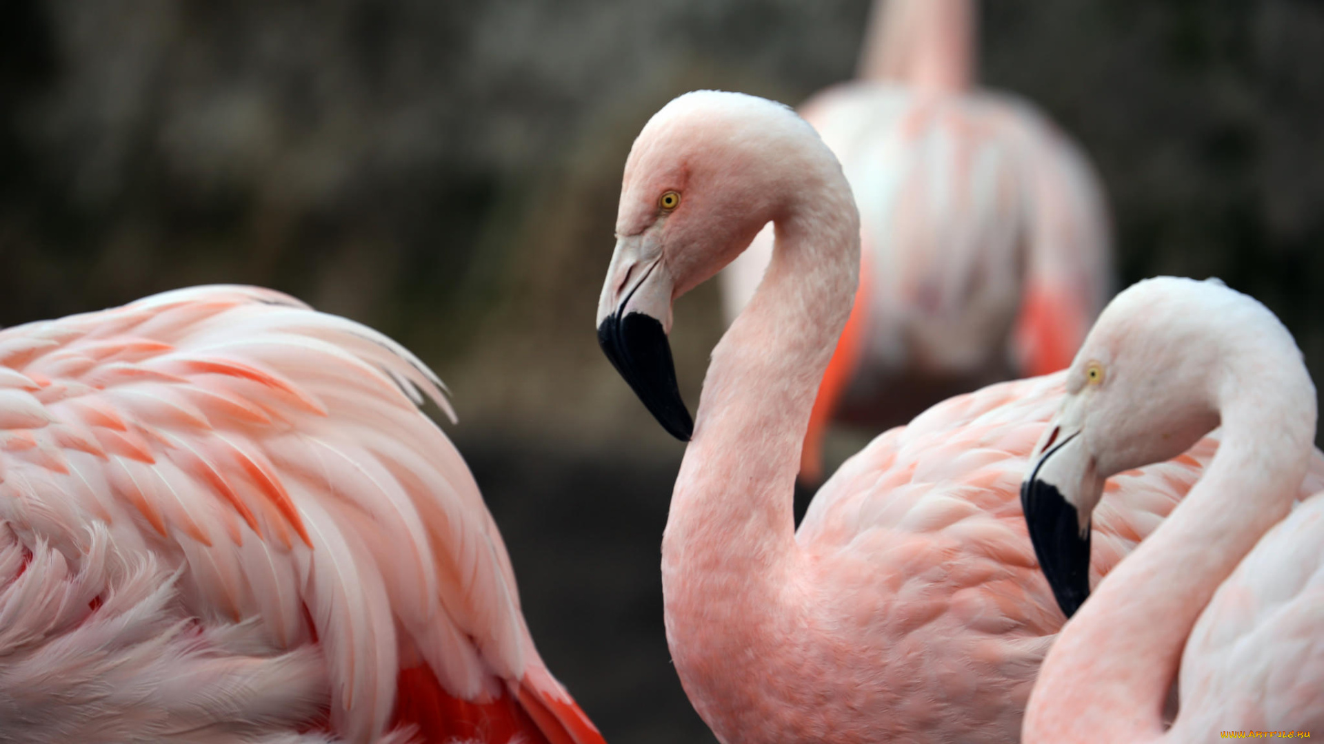 животные, фламинго, птица, перья, природа, розовый