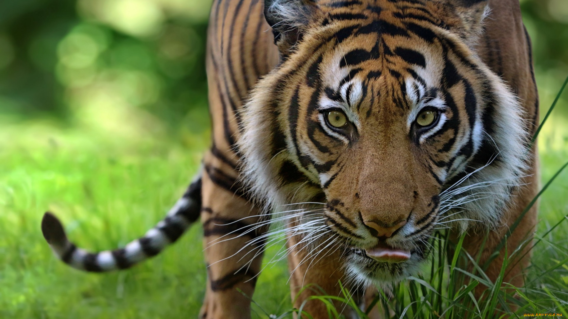животные, тигры, взгляд, профиль, морда, растения, трава