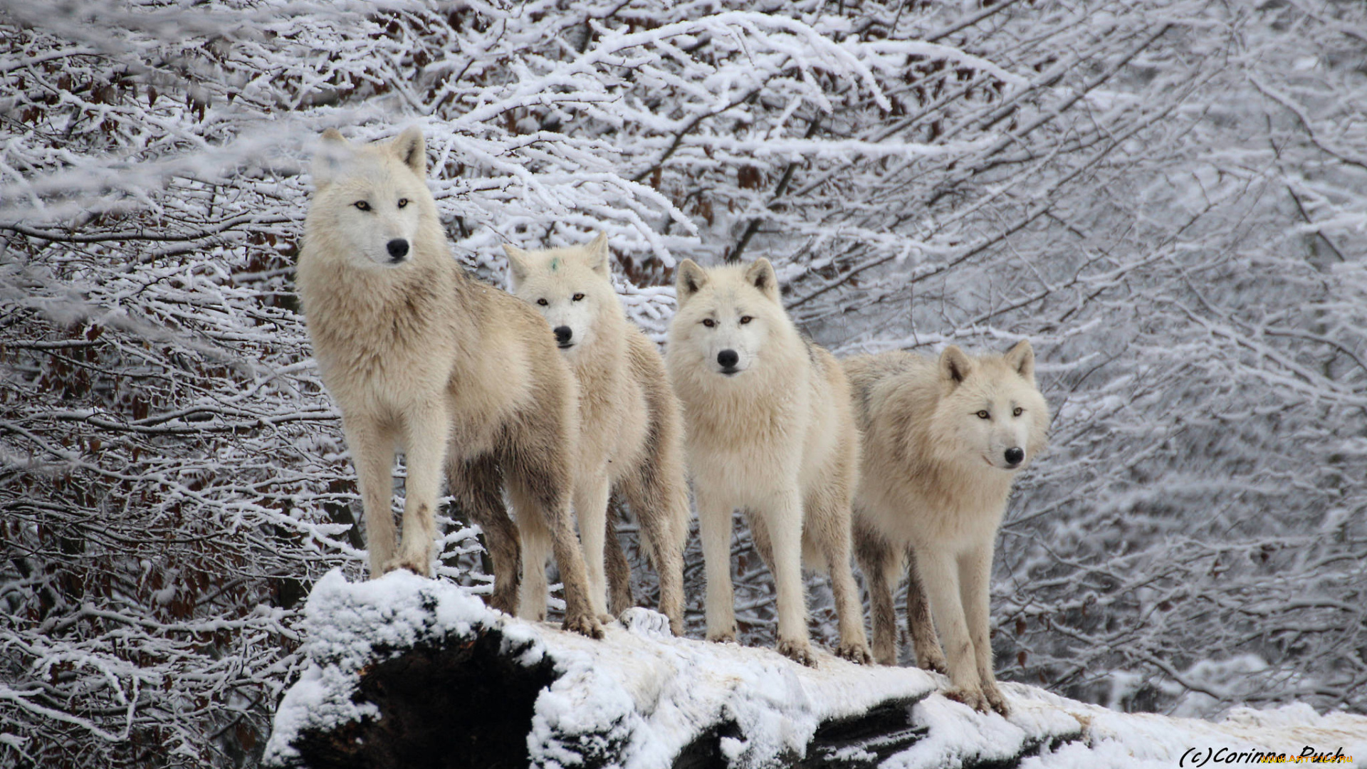 животные, волки, , койоты, , шакалы, стая, белые, зима, природа
