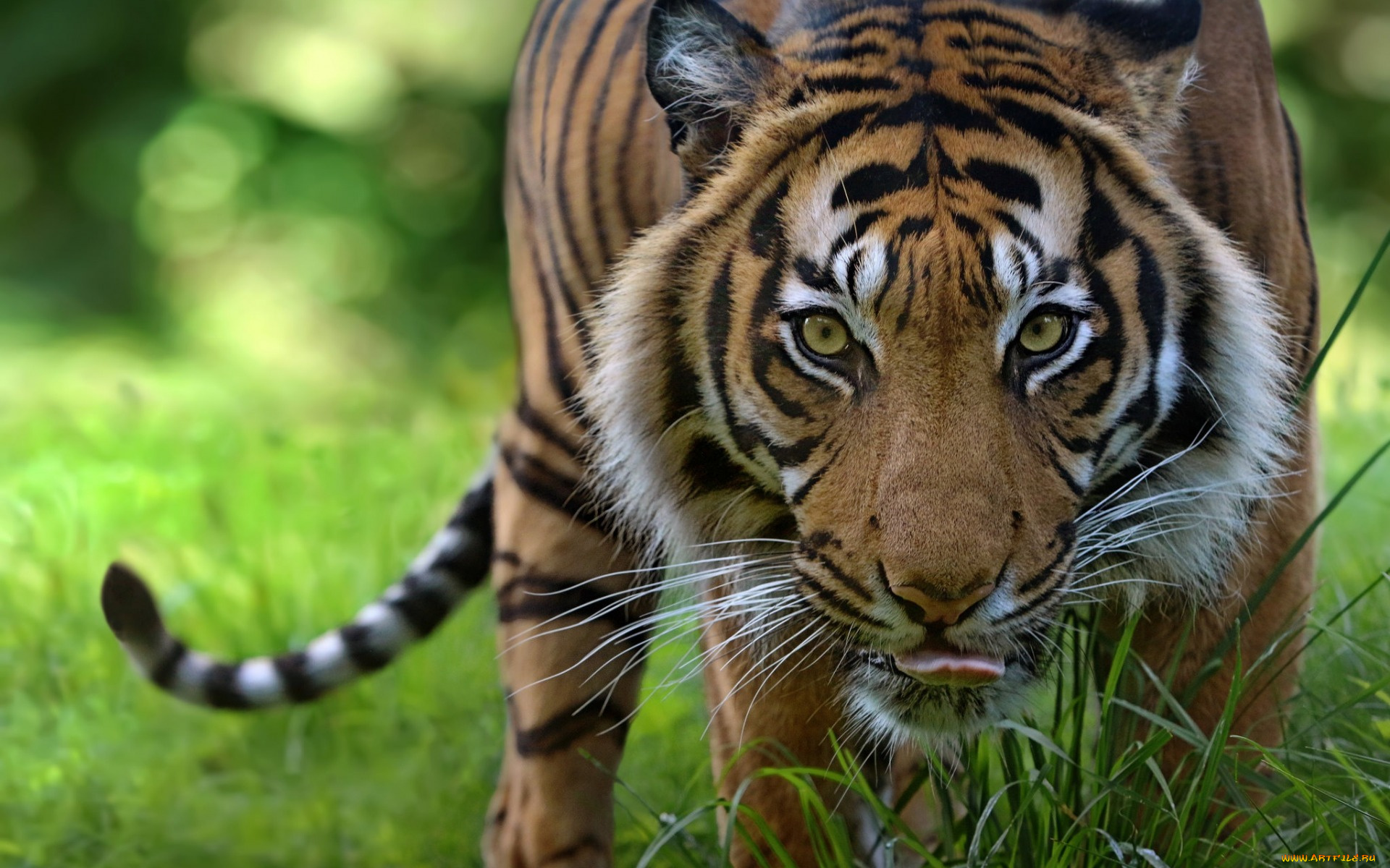животные, тигры, взгляд, профиль, морда, растения, трава