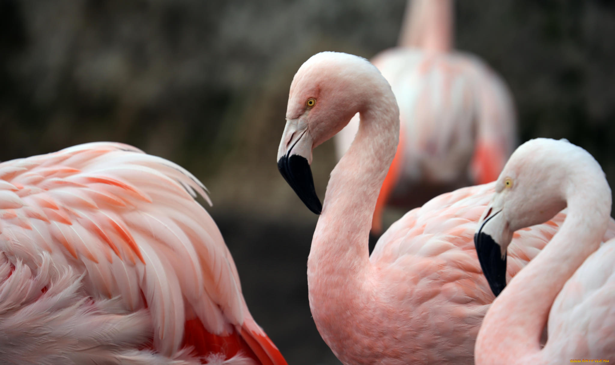 животные, фламинго, птица, перья, природа, розовый