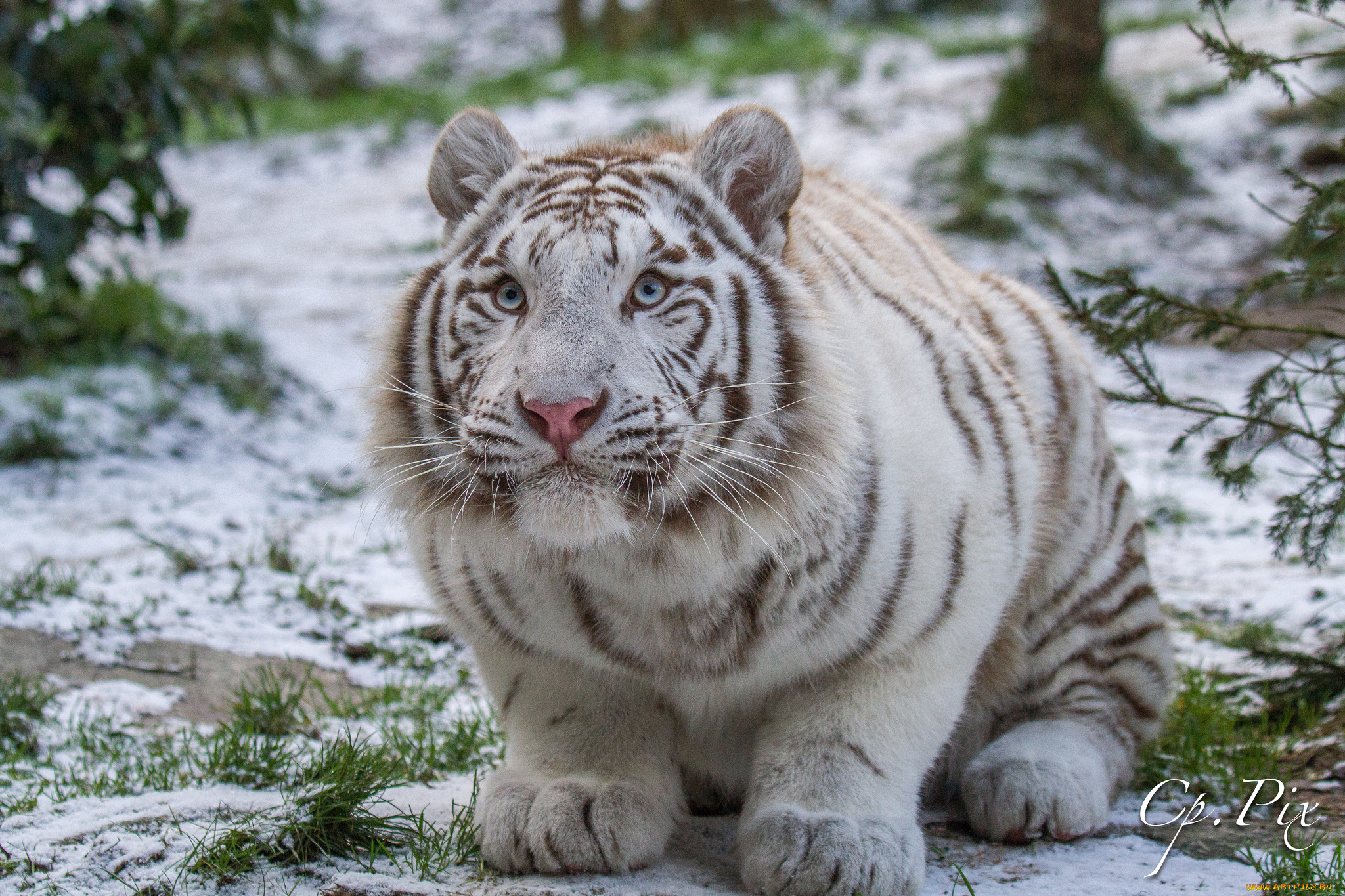животные, тигры, красивый, белый, тигр, опасный, природа, животное