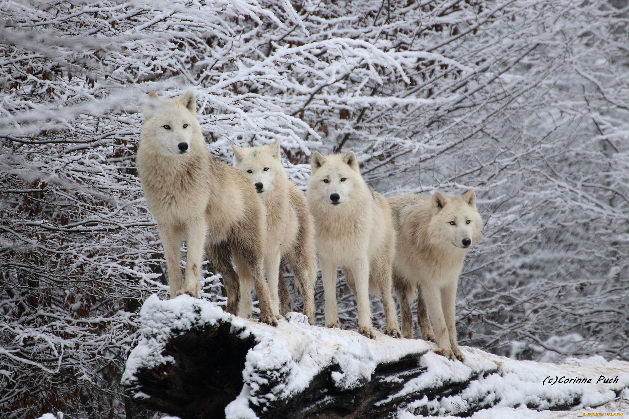 животные, волки, , койоты, , шакалы, стая, белые, зима, природа